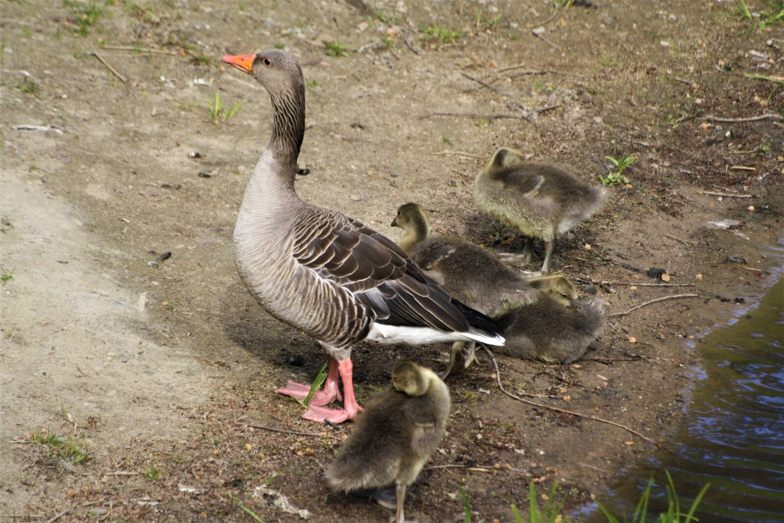 Canon EOS 1000D (EOS Digital Rebel XS / EOS Kiss F) sample photo. Ducks, family, birds photography
