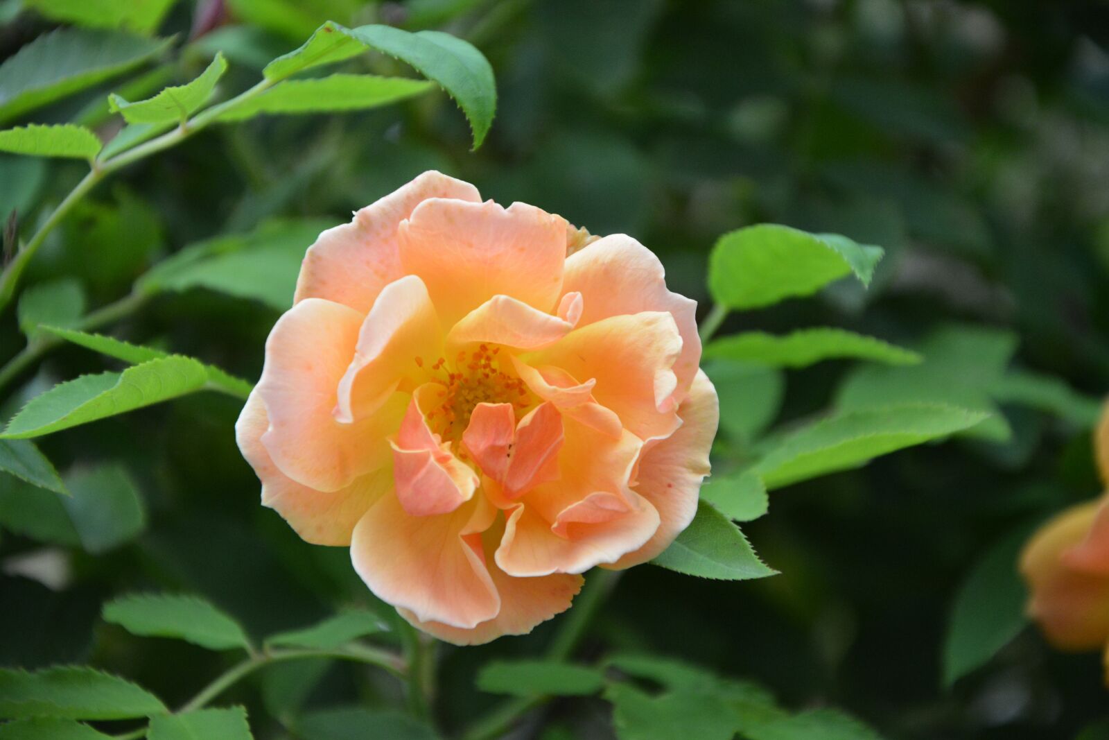 Nikon D5200 sample photo. Flower, pink, yellow salmon photography