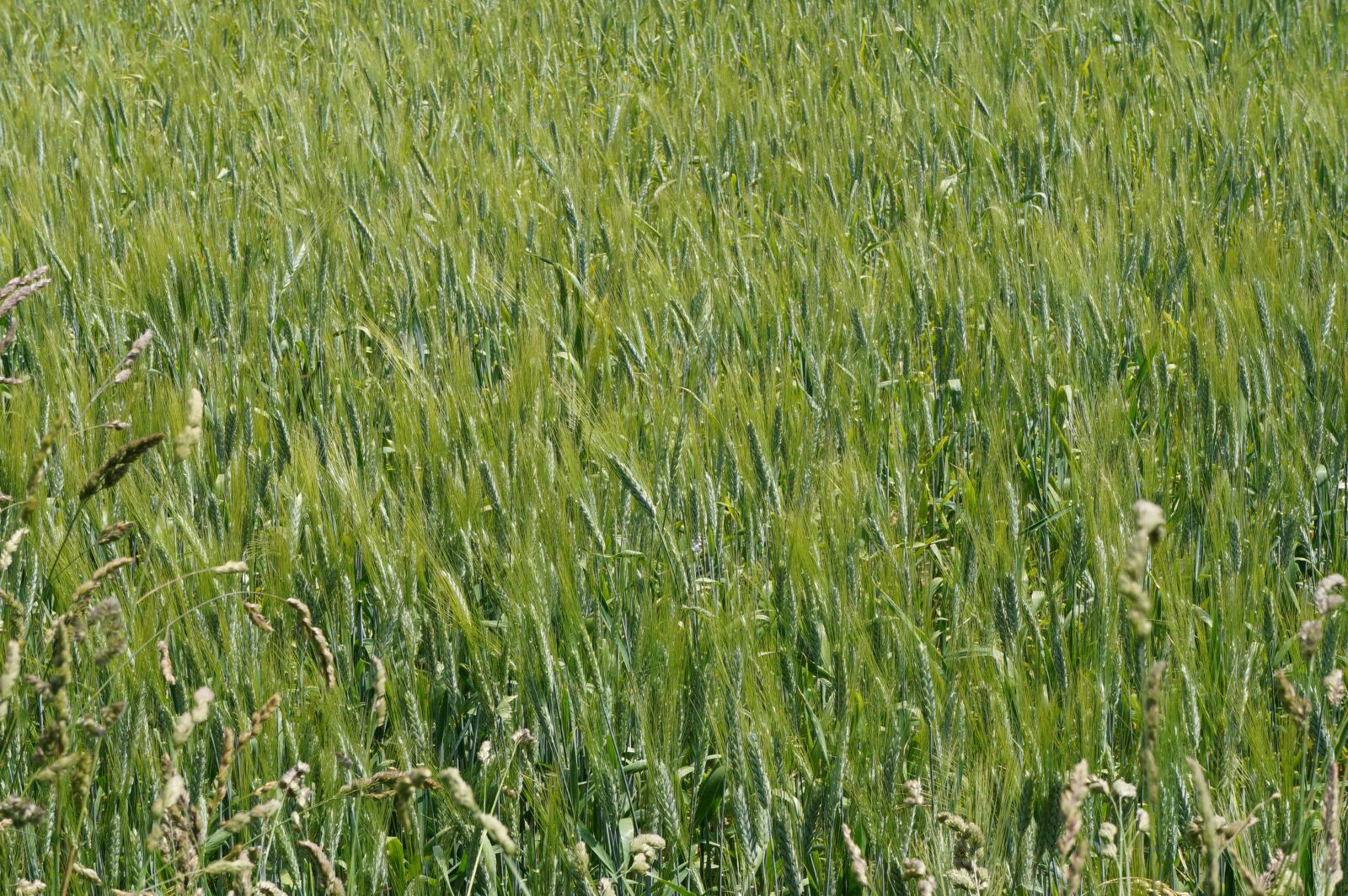 Sony Alpha a3000 sample photo. Barley, field, cereals photography