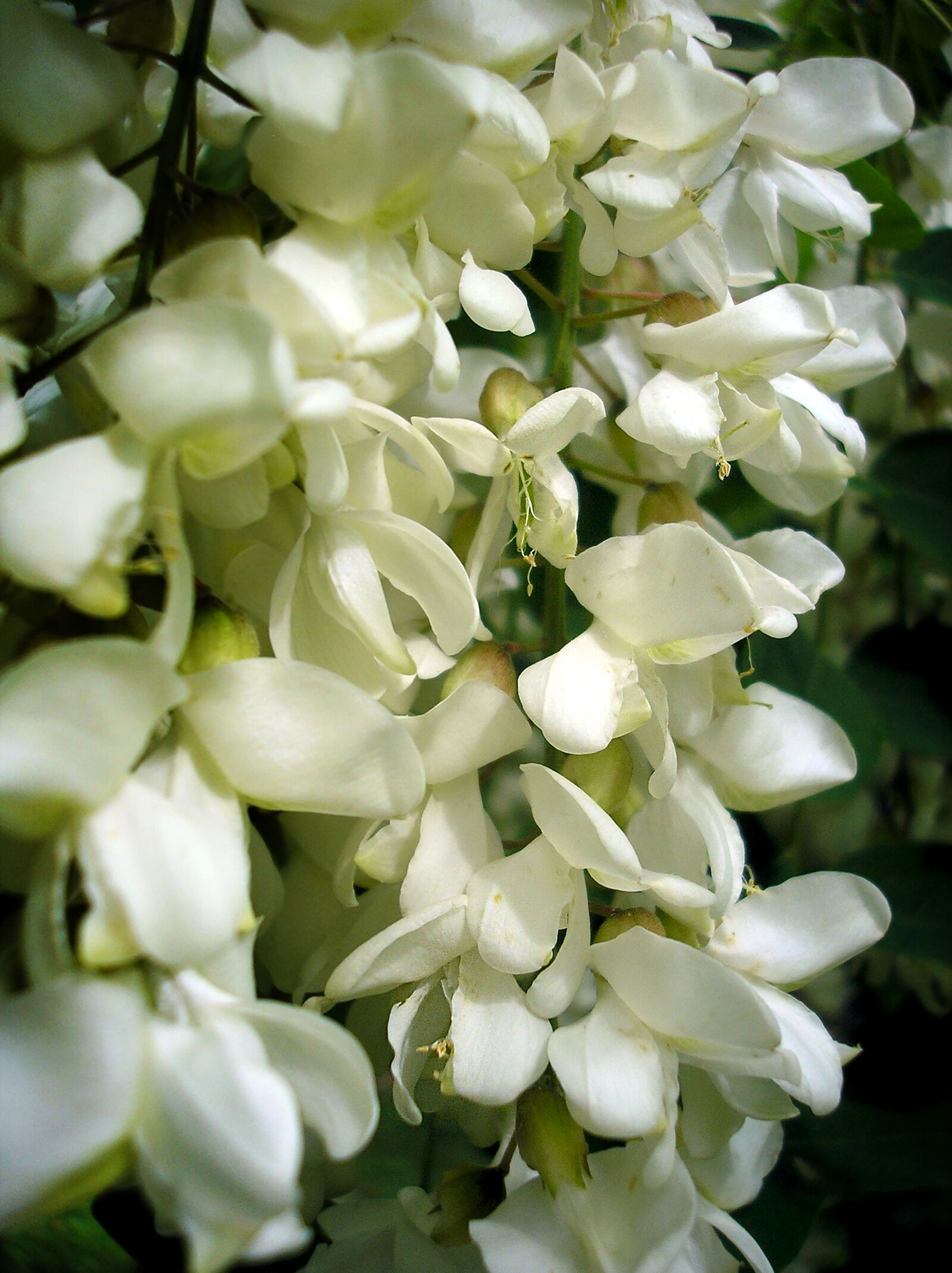 Olympus X550,D545Z,C480Z sample photo. Acacia, white flower, spring photography