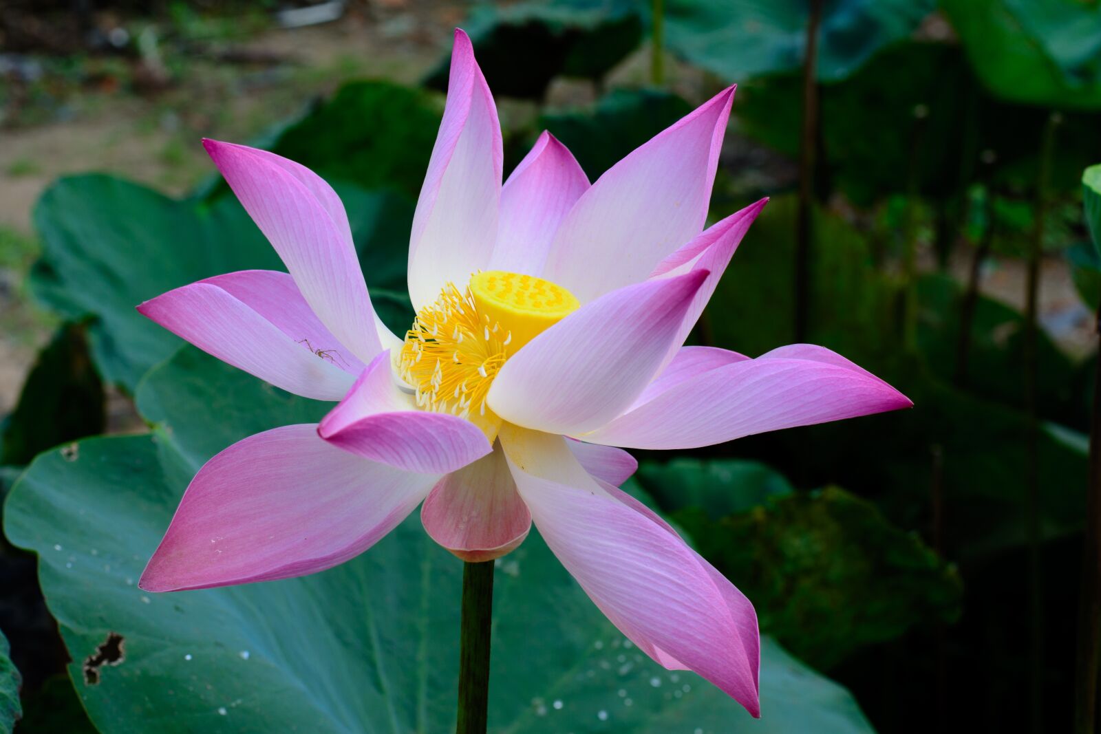 Nikon D7100 sample photo. Flower, pink, green photography