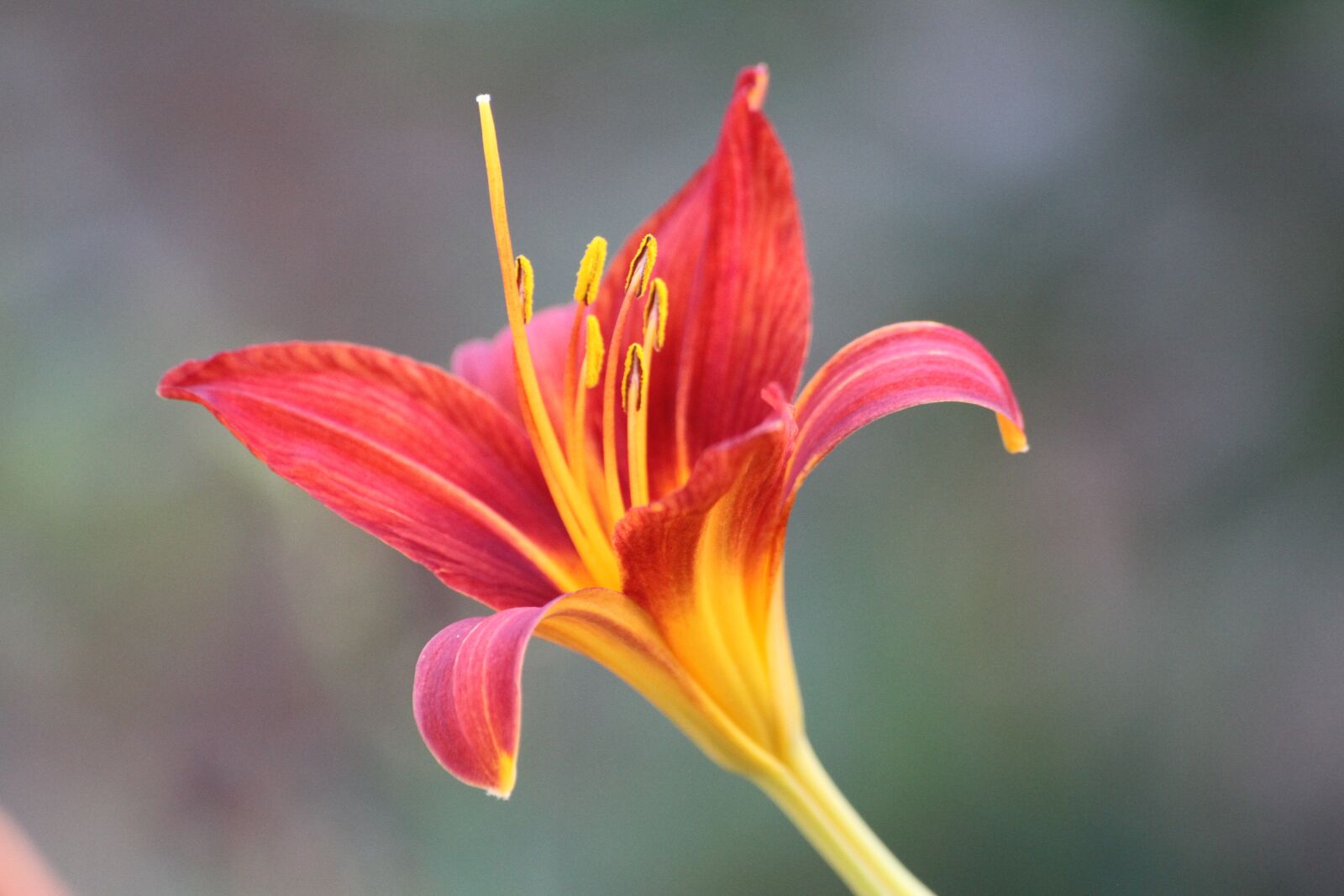 Canon EOS 7D sample photo. Flower, orange, orange flowers photography