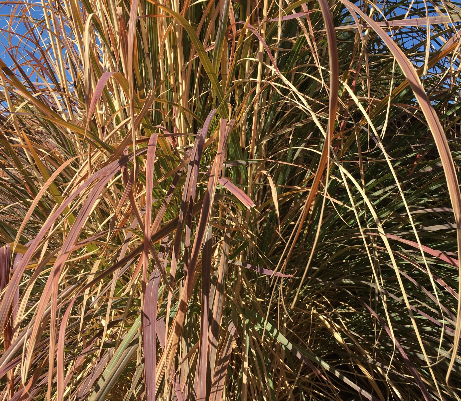 Apple iPhone 6s sample photo. Grass, ornamental, plant photography