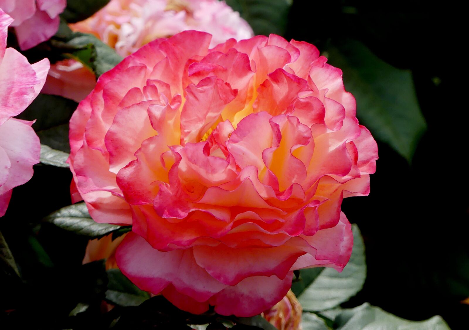 Panasonic Lumix DMC-FZ300 sample photo. Rose, orange blossom, rose photography