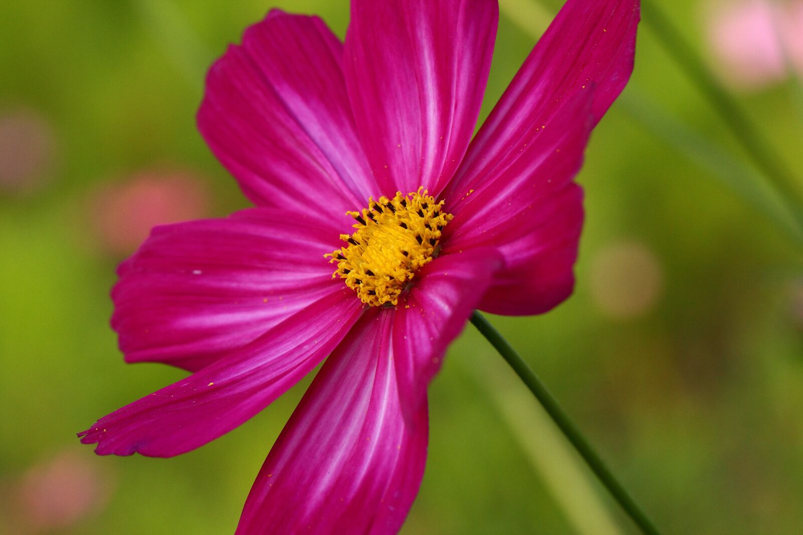 Canon EF 100mm F2.8L Macro IS USM sample photo. Purple flower, natural, close photography