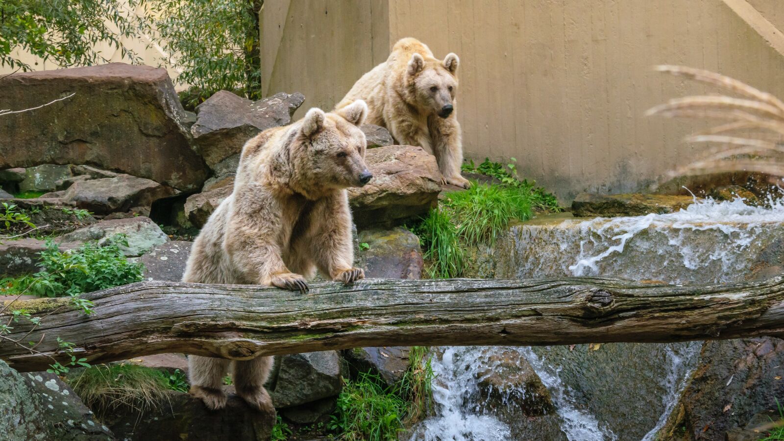 Nikon D5300 sample photo. Bear, animals, zoo photography