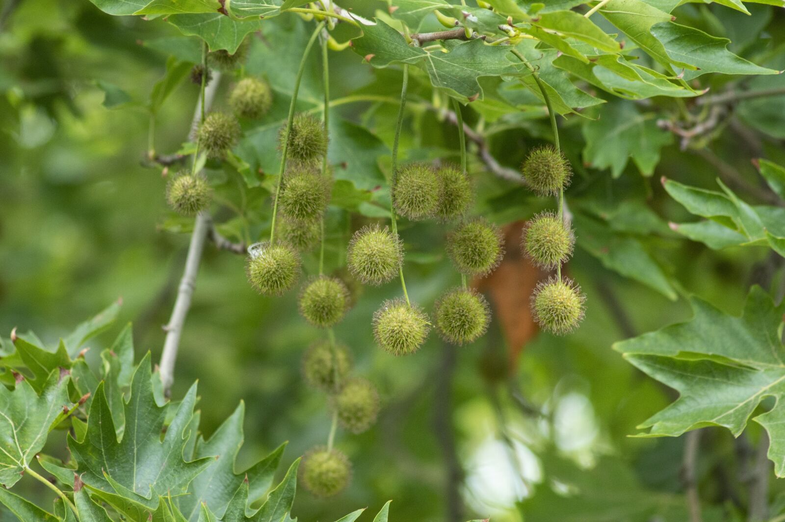 Nikon D3200 sample photo. France, nature, tree photography