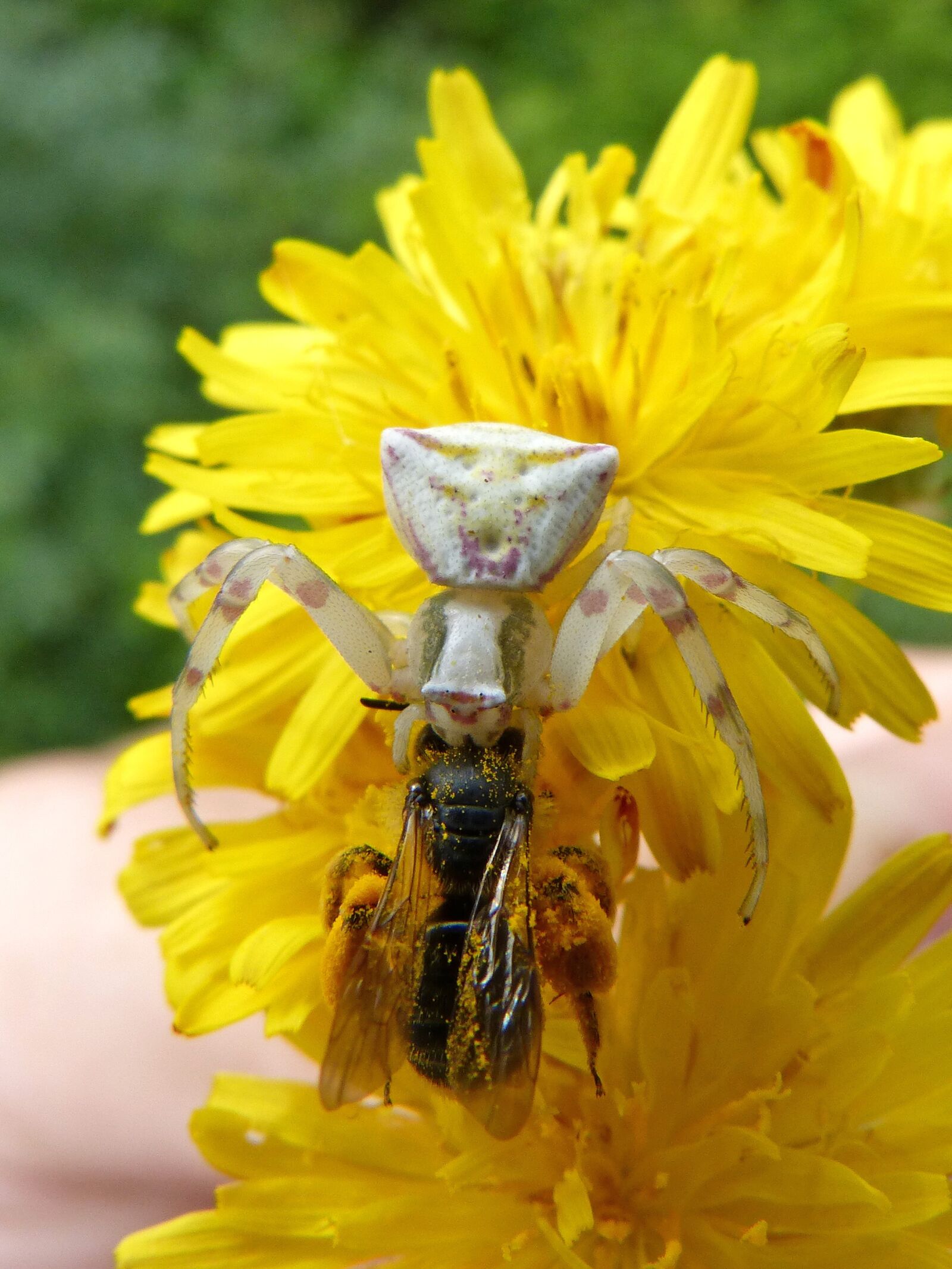 Panasonic DMC-FZ62 sample photo. Spider, predator bee, hunting photography