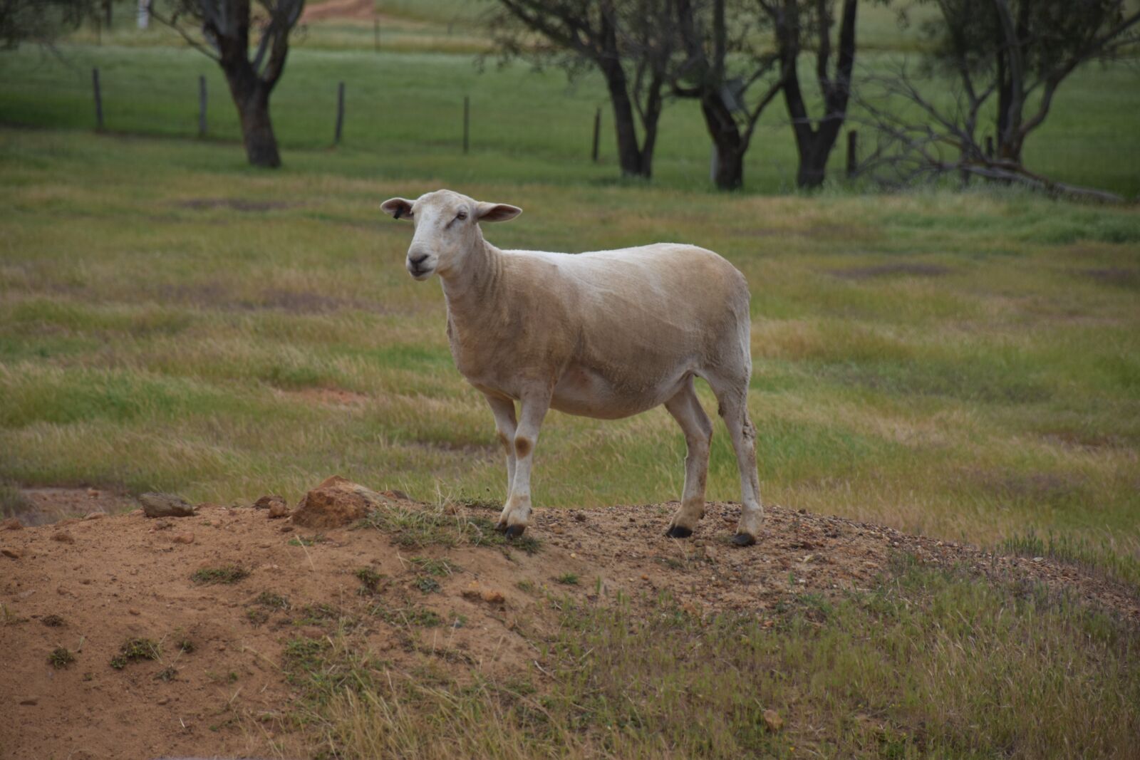 Nikon D7200 sample photo. Sheep, farm, animal photography