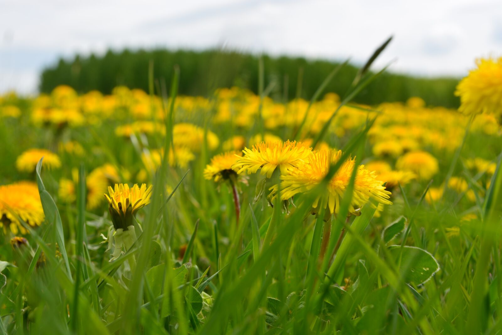 Nikon D5200 sample photo. Dandelion, meadow, flower photography
