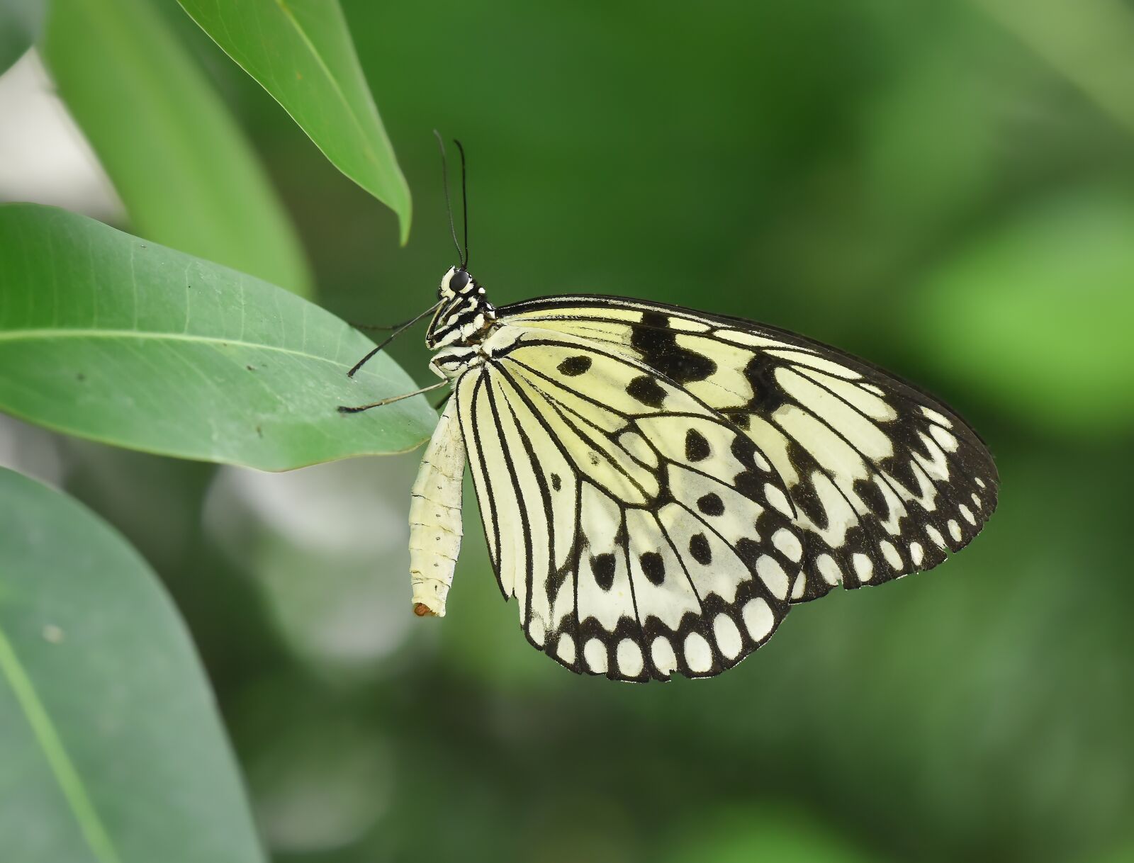 Nikon D810 sample photo. Kelebek, butterfly, doğa photography