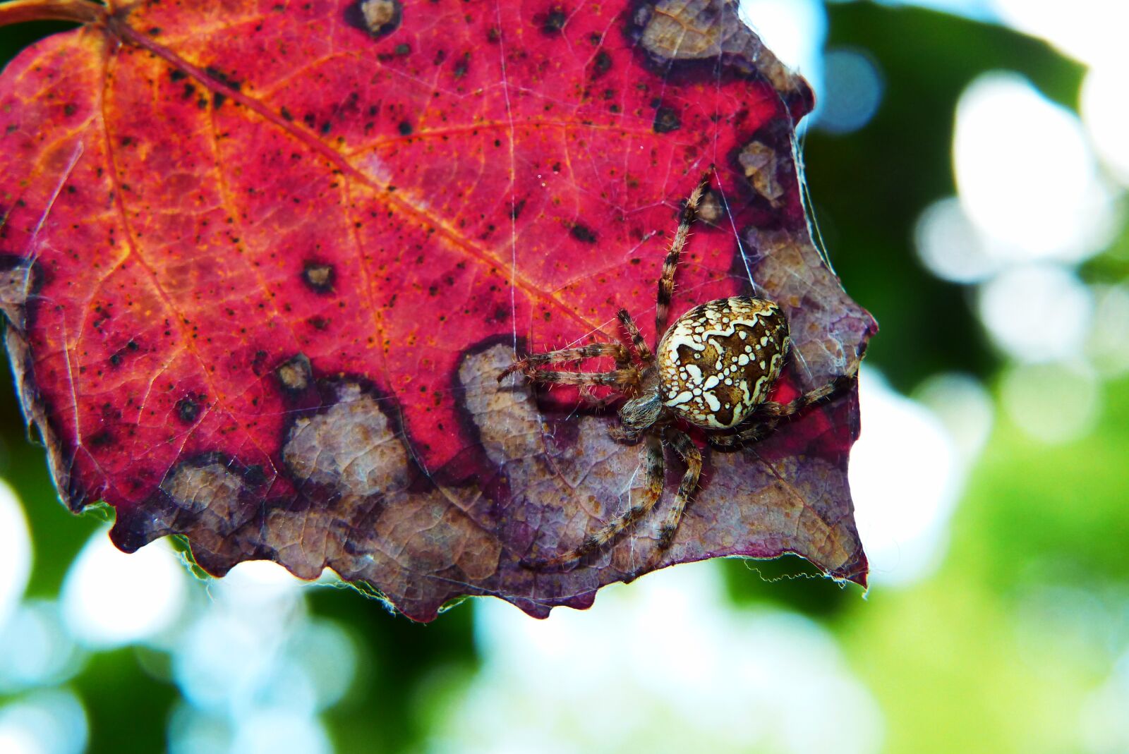 Panasonic Lumix DMC-FZ200 sample photo. Crusader garden, female, spider photography