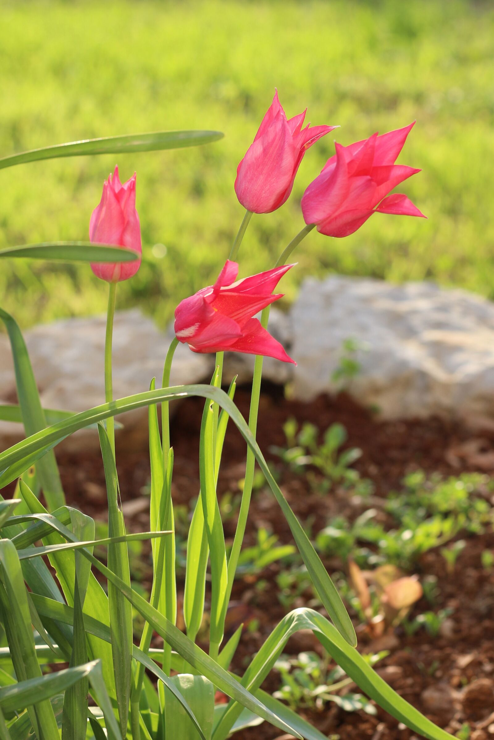 Canon EOS 700D (EOS Rebel T5i / EOS Kiss X7i) sample photo. Magenta, hot pink, pink photography