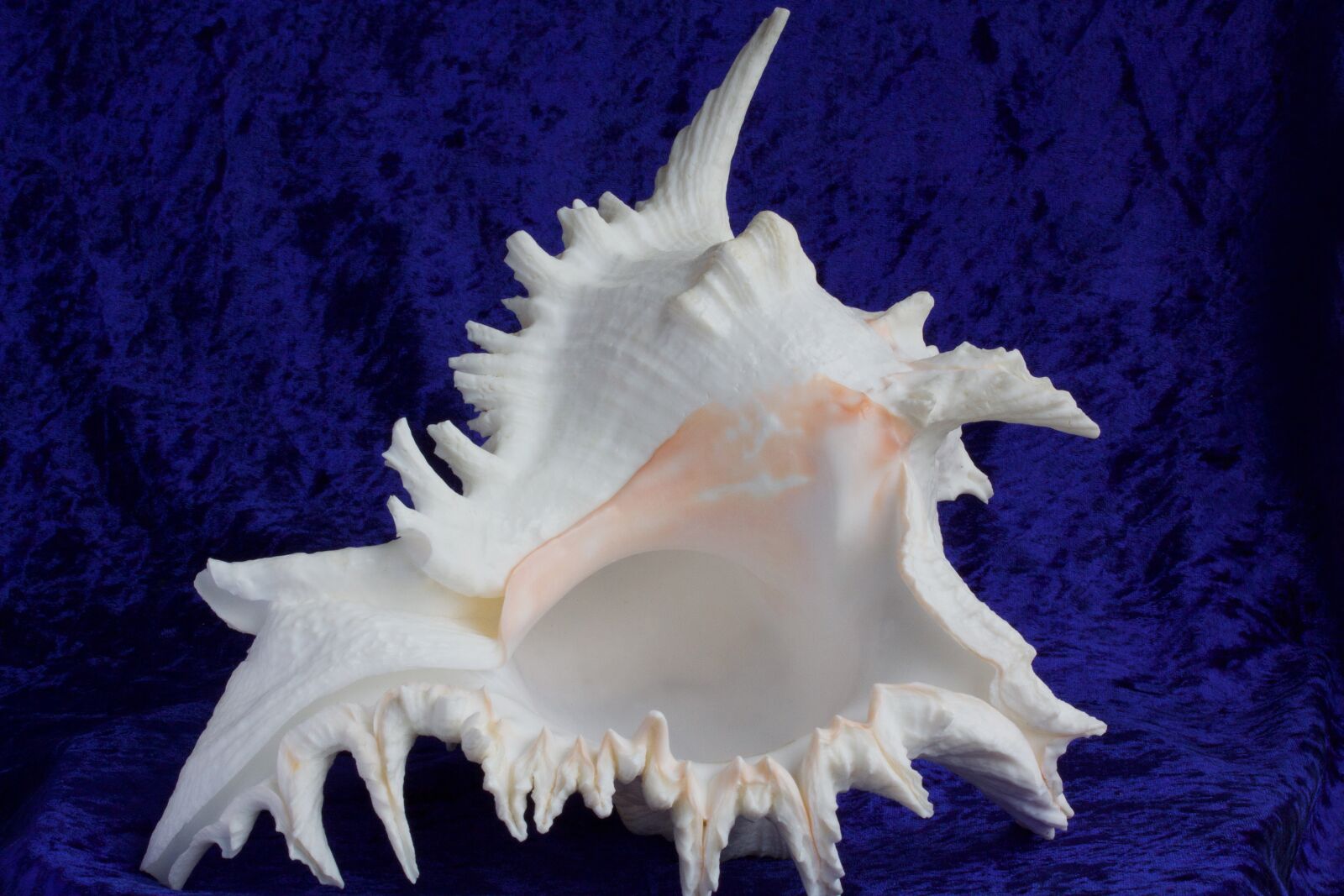 Canon EOS 50D sample photo. Sea snail, snail, sea photography