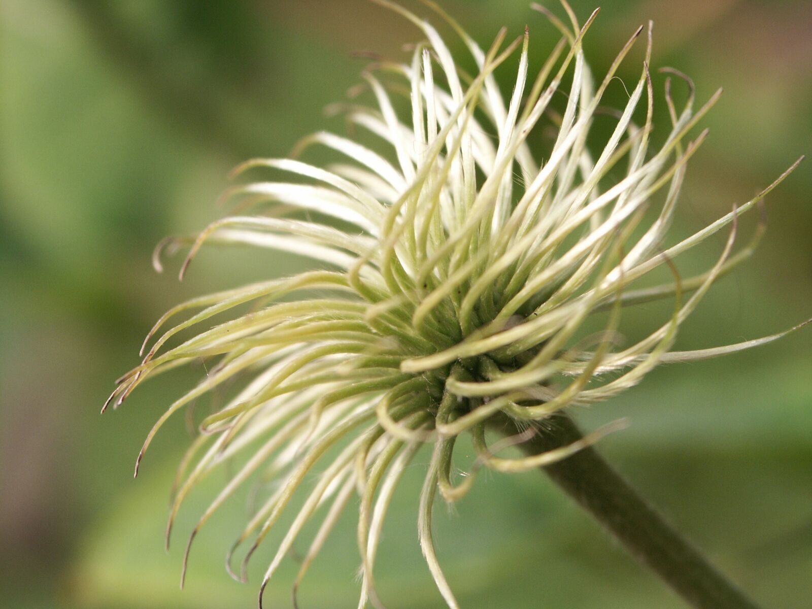 KONICA MINOLTA DiMAGE 7i sample photo. Clematis, white, green photography