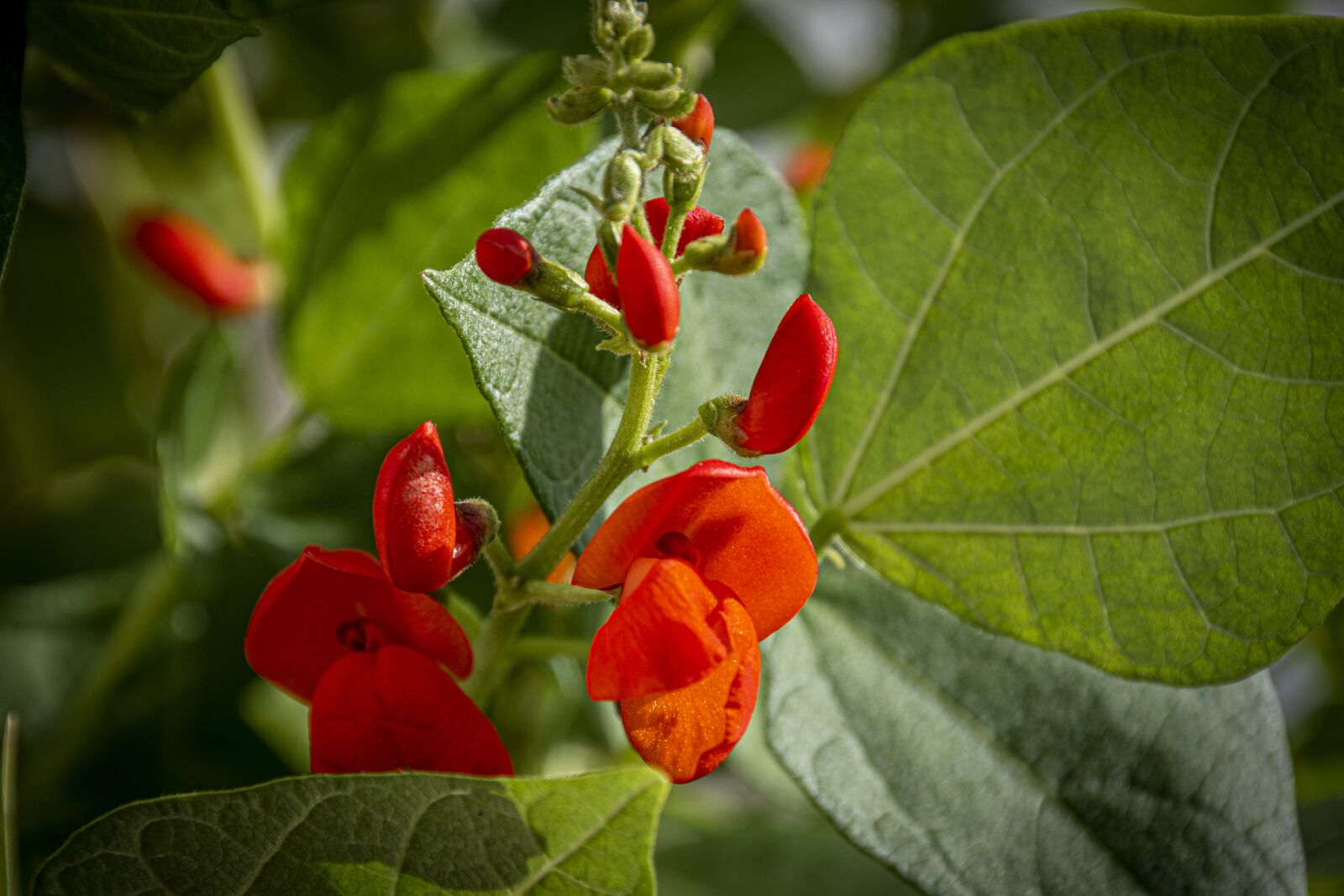 Nikon D5500 sample photo. Beans, bean, flowers photography