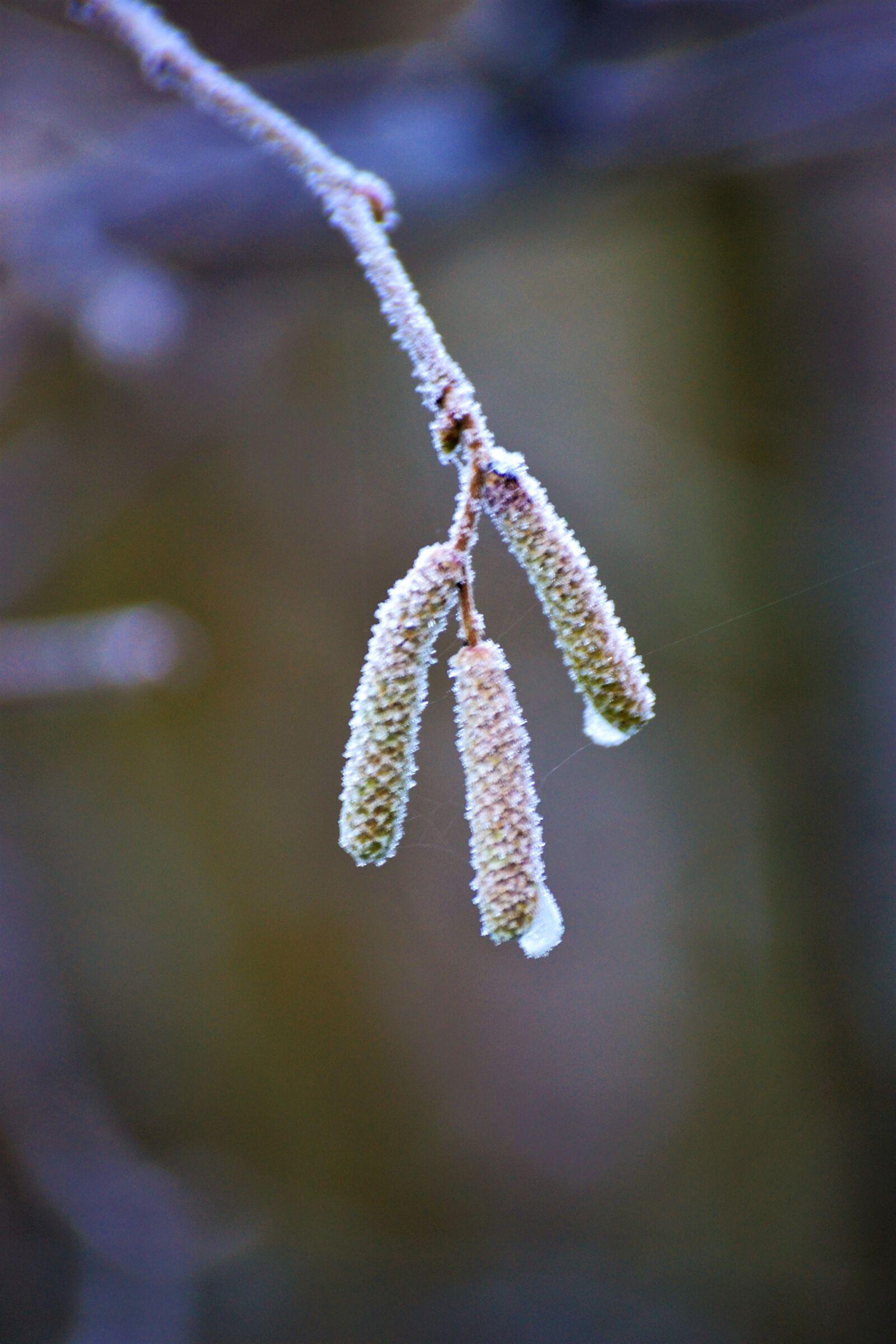 Nikon D3100 sample photo. Cold, frost, icy, tree photography
