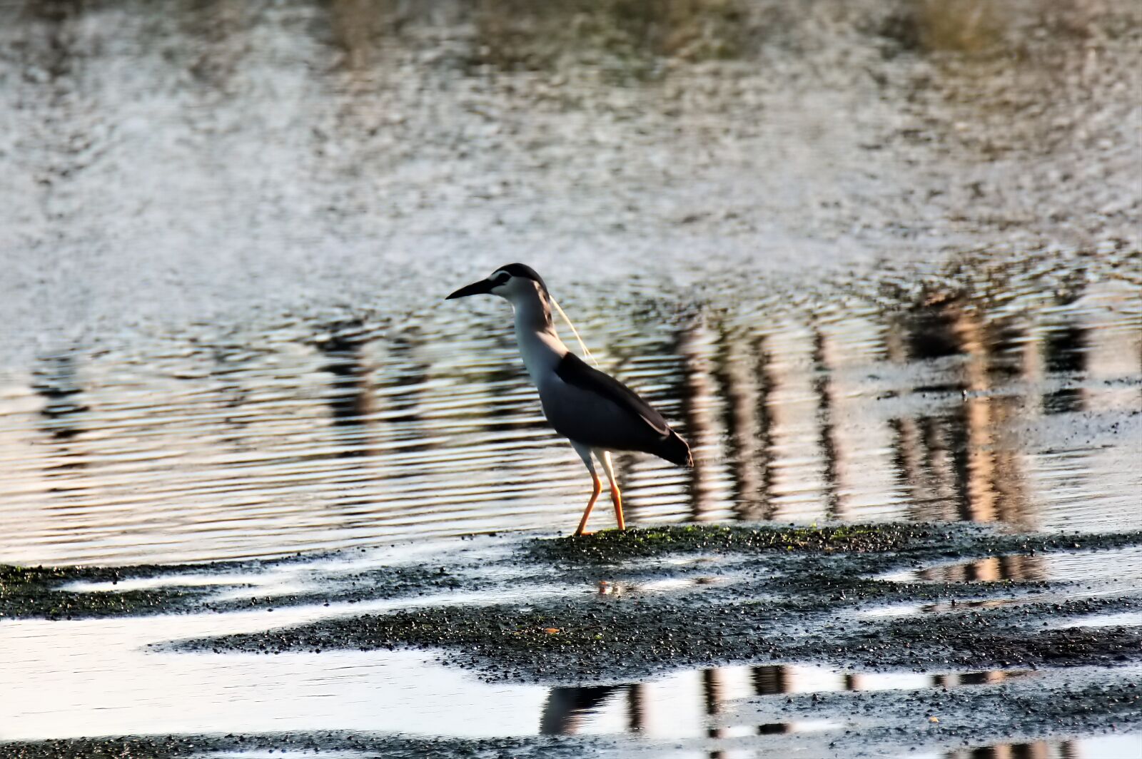 Olympus OM-D E-M1 sample photo. Wild, bird, wildlife photography