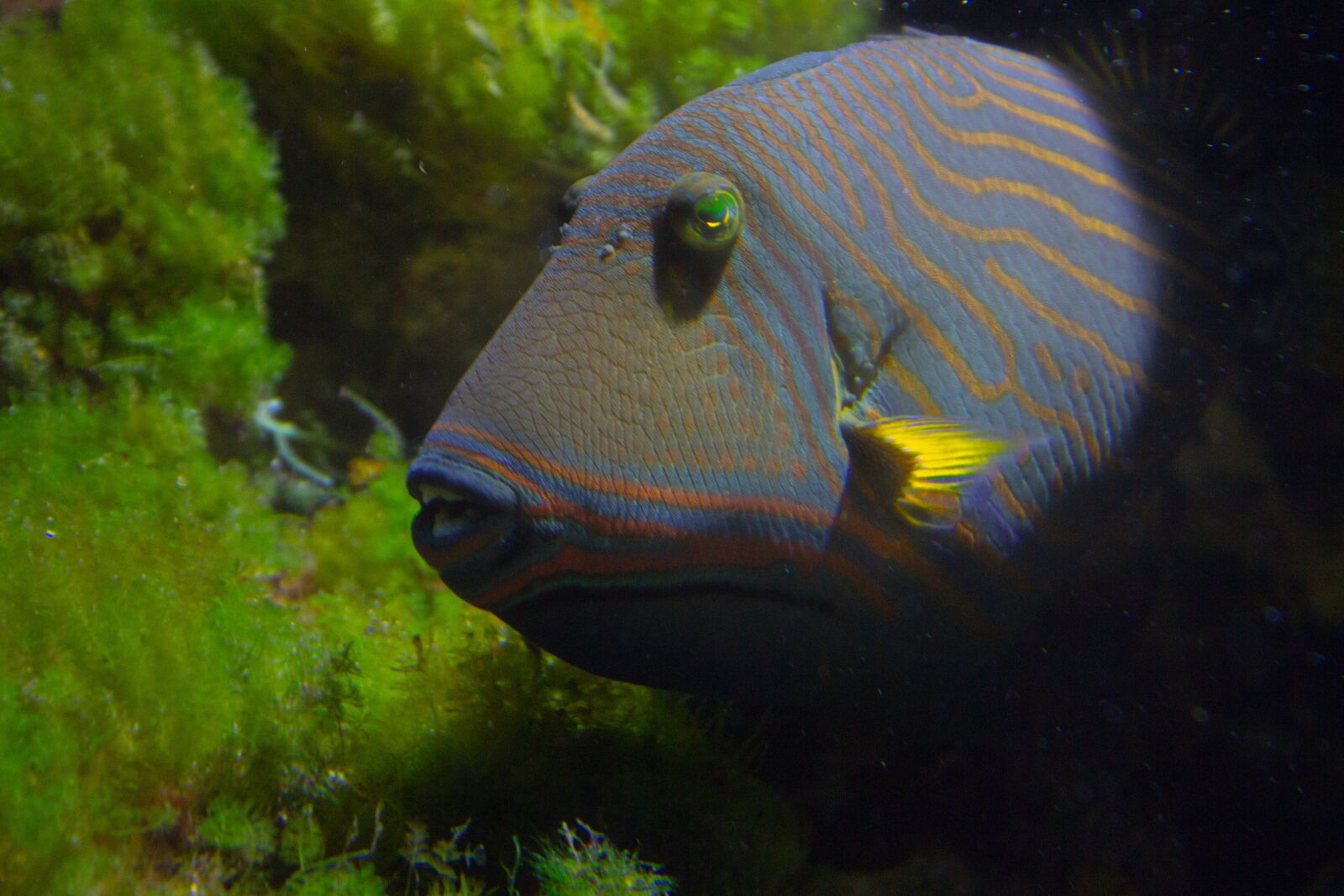 Canon EOS 600D (Rebel EOS T3i / EOS Kiss X5) sample photo. Fish, aquarium, underwater photography