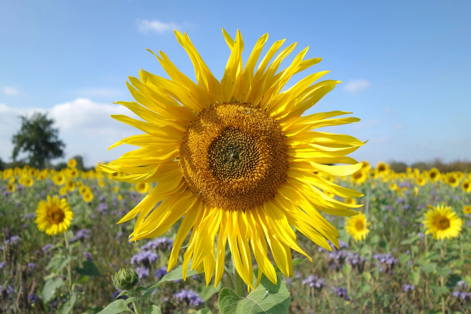 Sony Cyber-shot DSC-RX100 sample photo. Sunflower, nature, plant photography