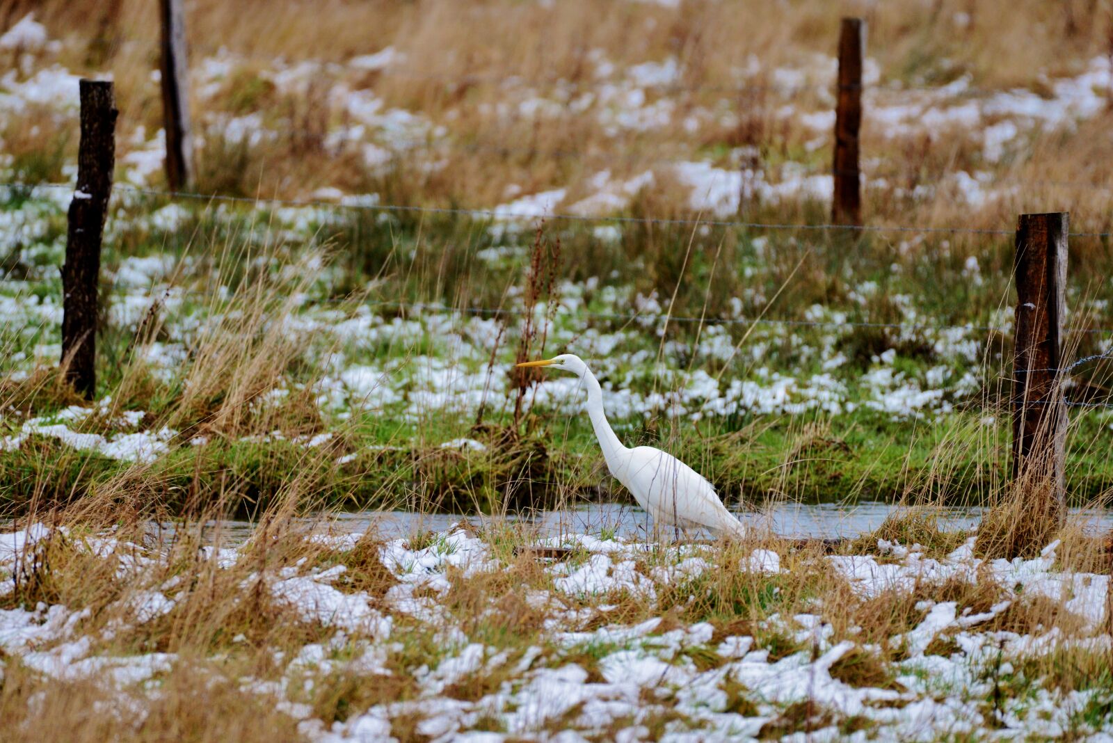 Nikon D600 sample photo. Egret, bird, nature photography