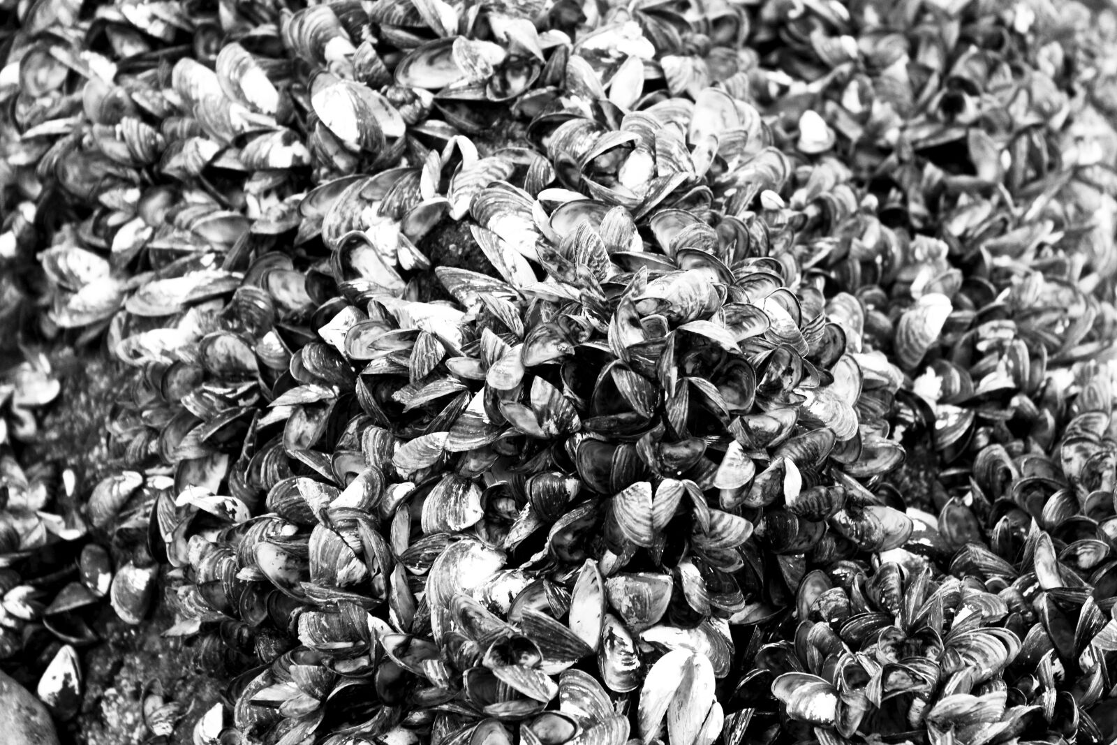 Canon EOS 700D (EOS Rebel T5i / EOS Kiss X7i) sample photo. Mussels, mass, sea photography