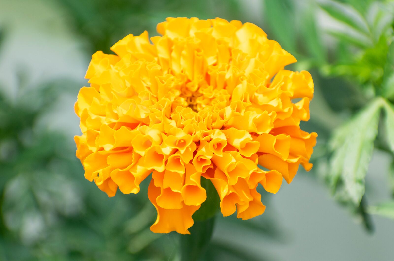Nikon D3300 sample photo. Flower, marigold, yellow photography
