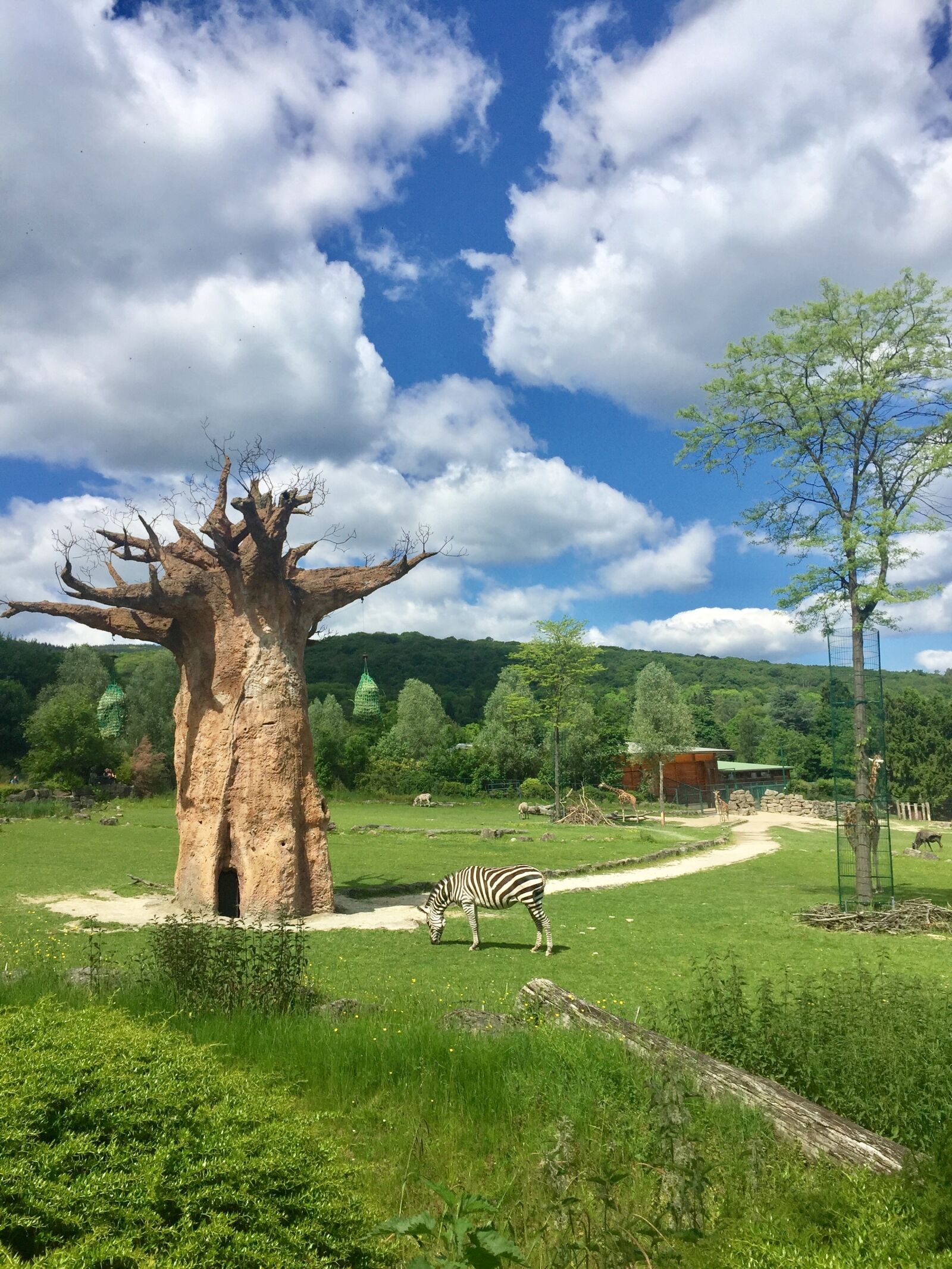 iPhone 6 Plus back camera 4.15mm f/2.2 sample photo. Nature, wood, baobab photography