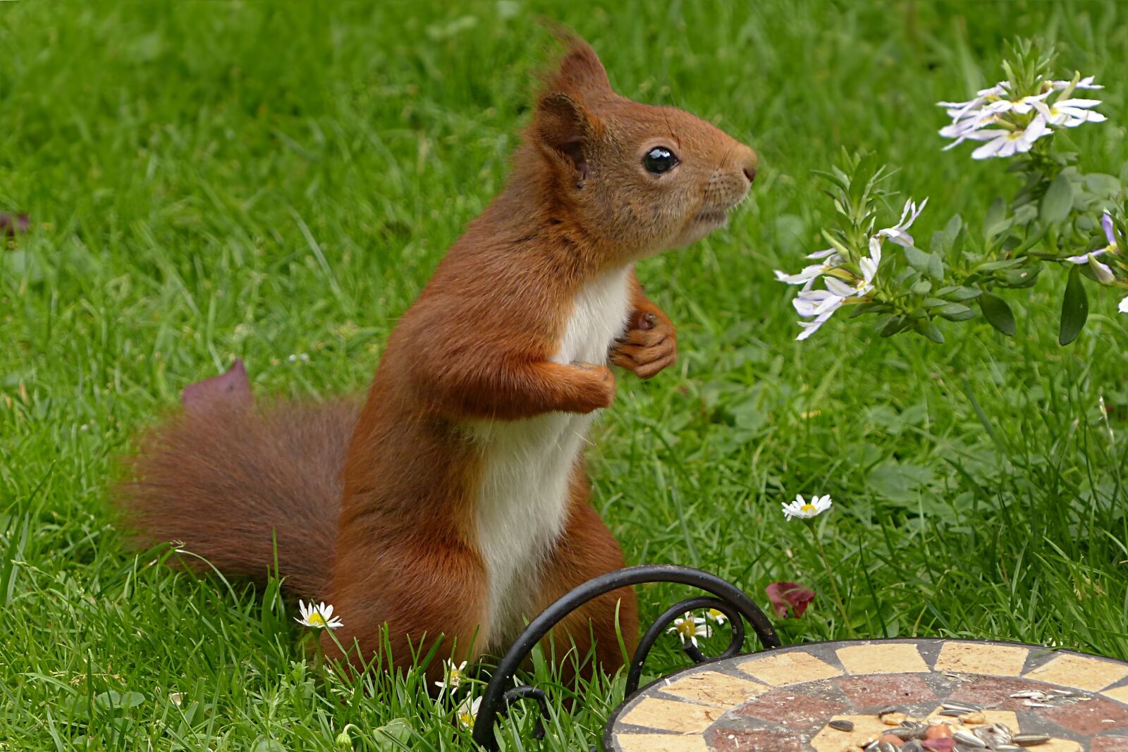 Panasonic Lumix DMC-FZ200 sample photo. Mammal, squirrel, sciurus vulgaris photography