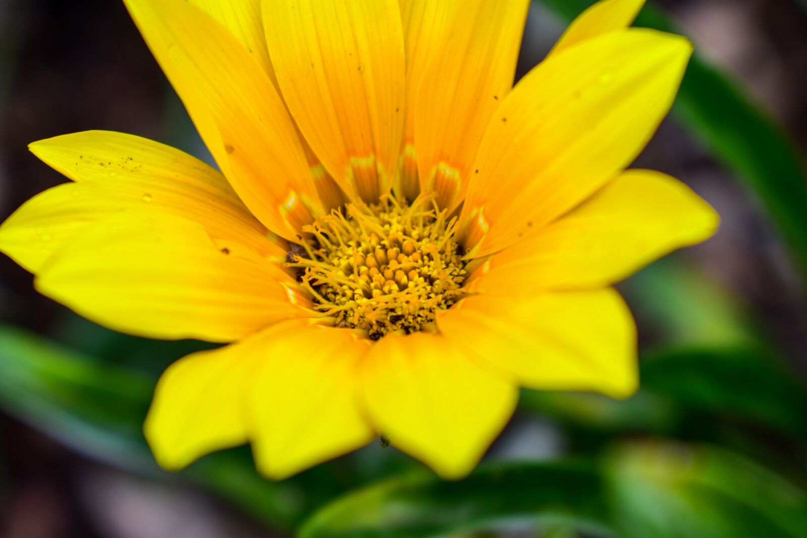 Nikon D3400 sample photo. Nature, plant, flower photography
