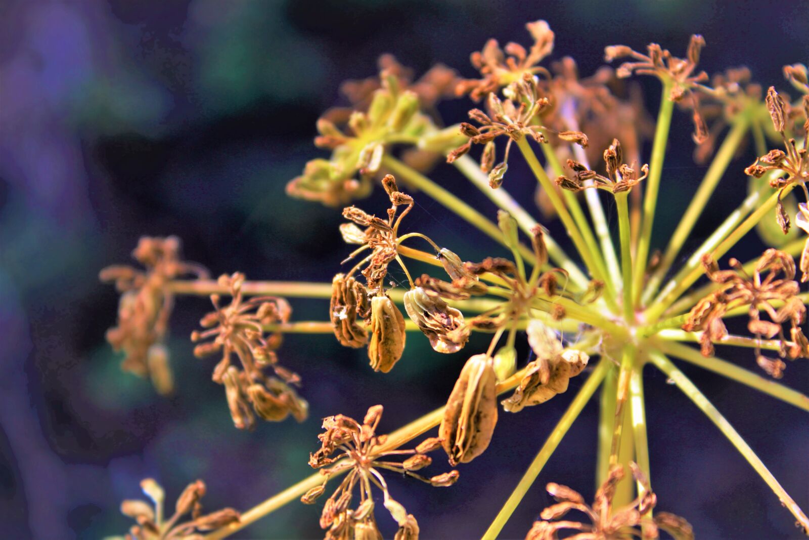 Canon EOS 1300D (EOS Rebel T6 / EOS Kiss X80) sample photo. Blur, buds, close, up photography