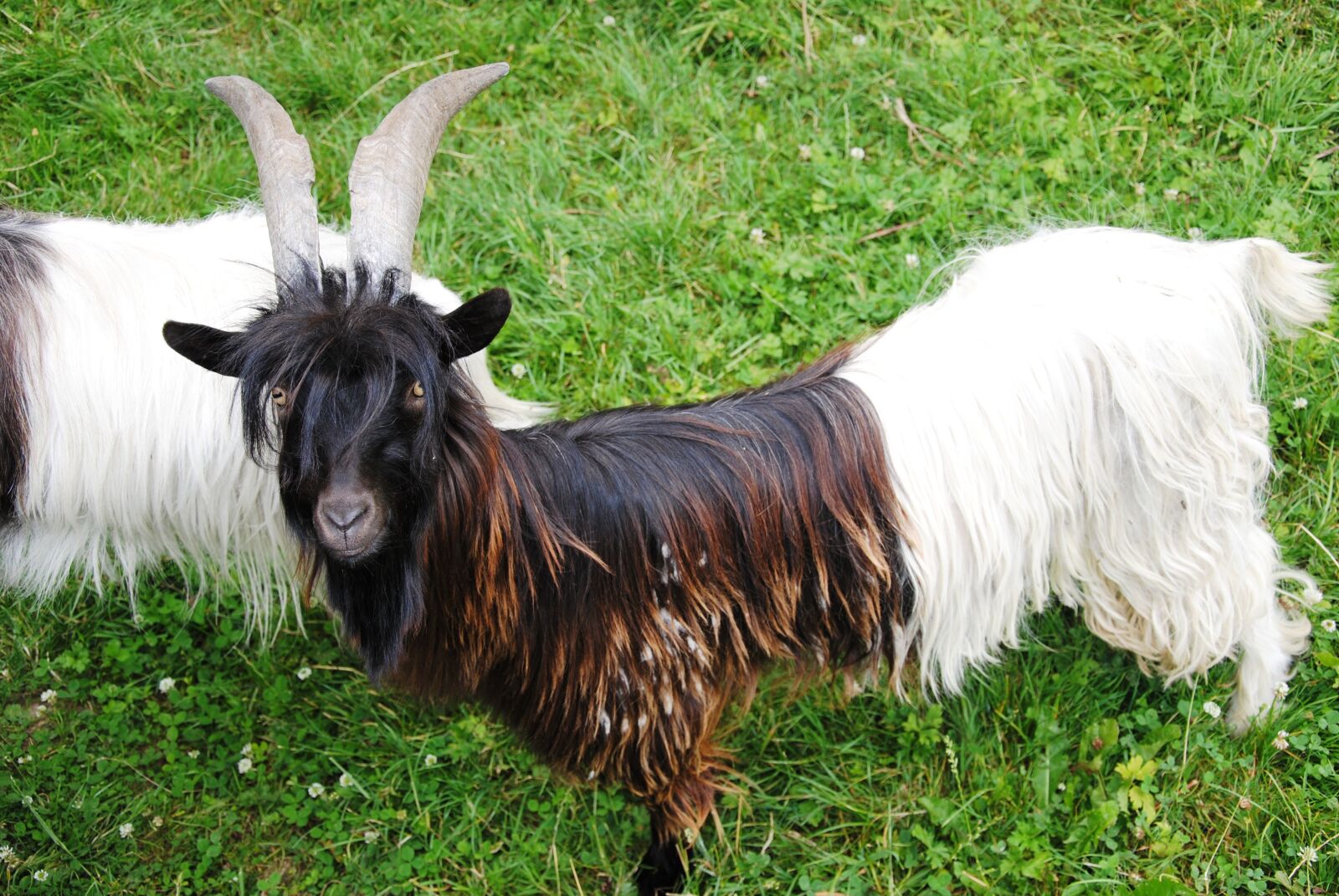 Nikon D3000 sample photo. Goat, nature, meadow photography