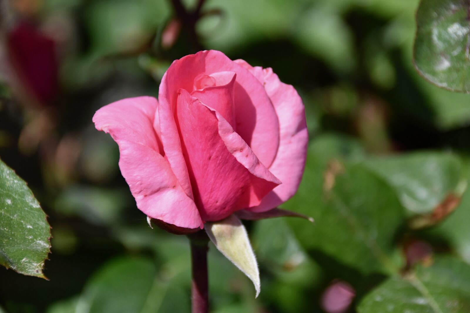 Nikon D5600 sample photo. Flower, pink, flower rose photography