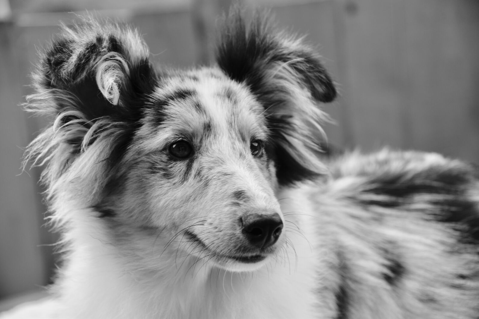 Nikon D5600 sample photo. Dog, bitch shetland sheepdog photography