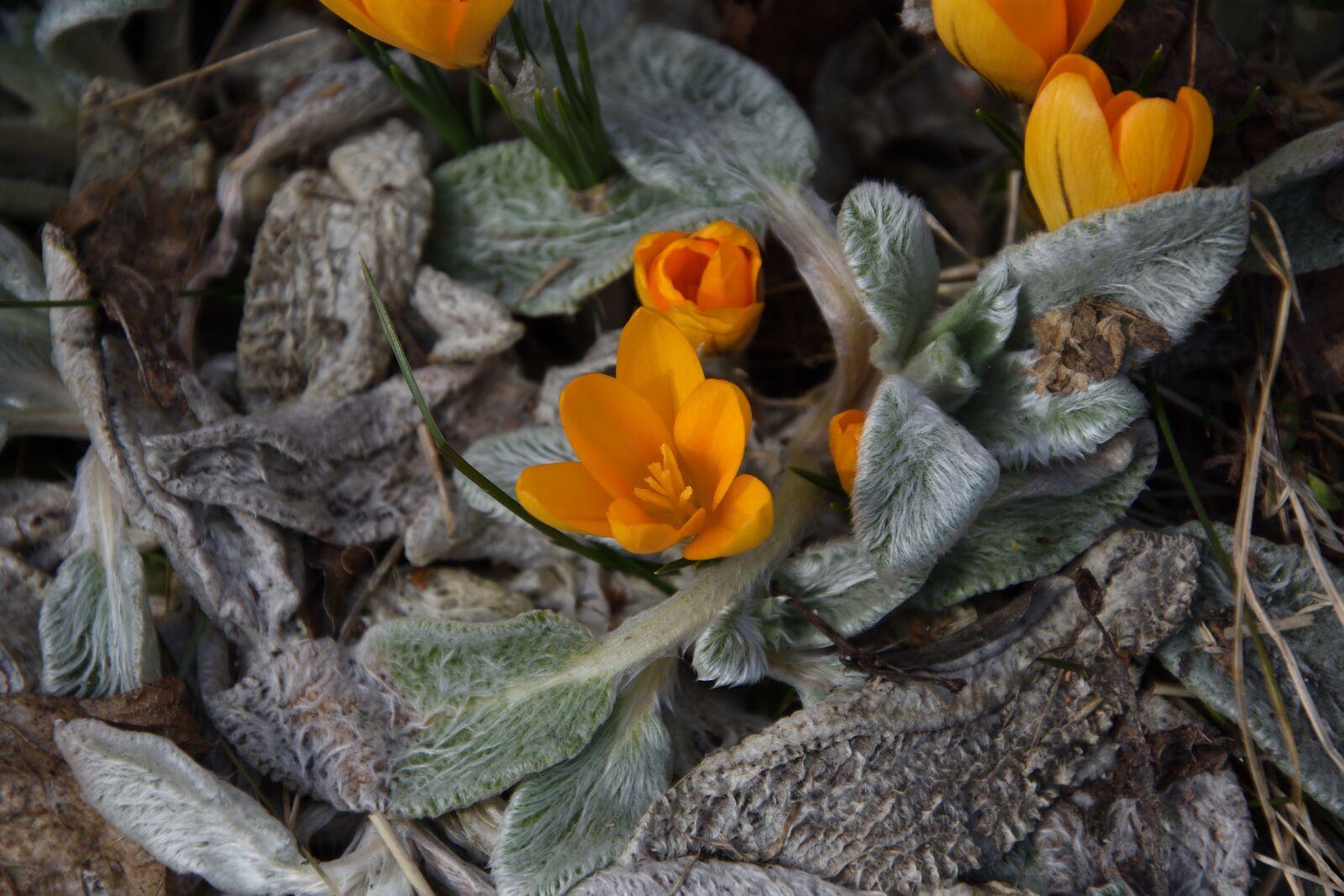 Nikon D3400 sample photo. Crocus, saffron, flower photography