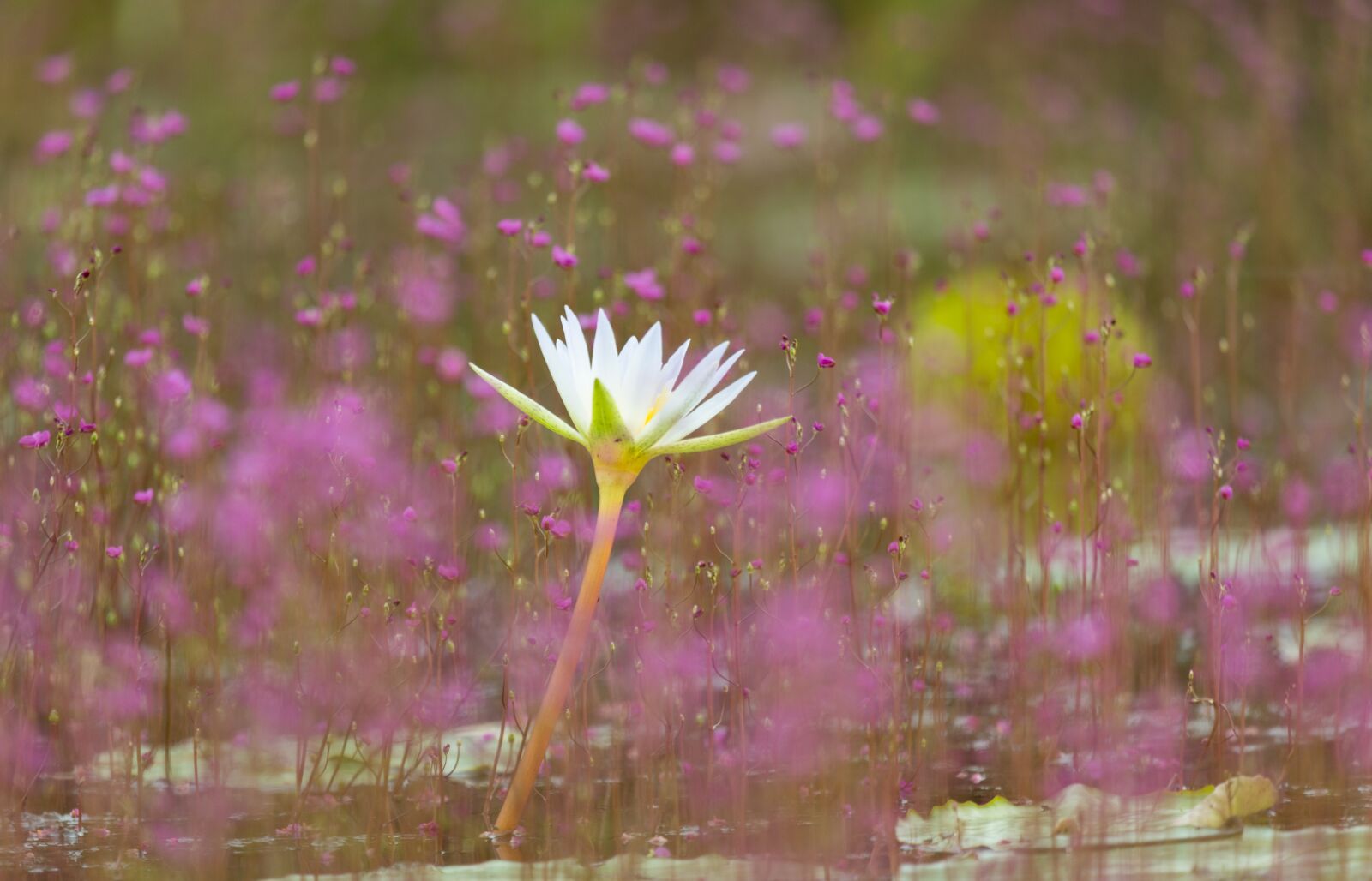 Canon EF 100-400mm F4.5-5.6L IS USM sample photo. Nature, flower, outdoors photography