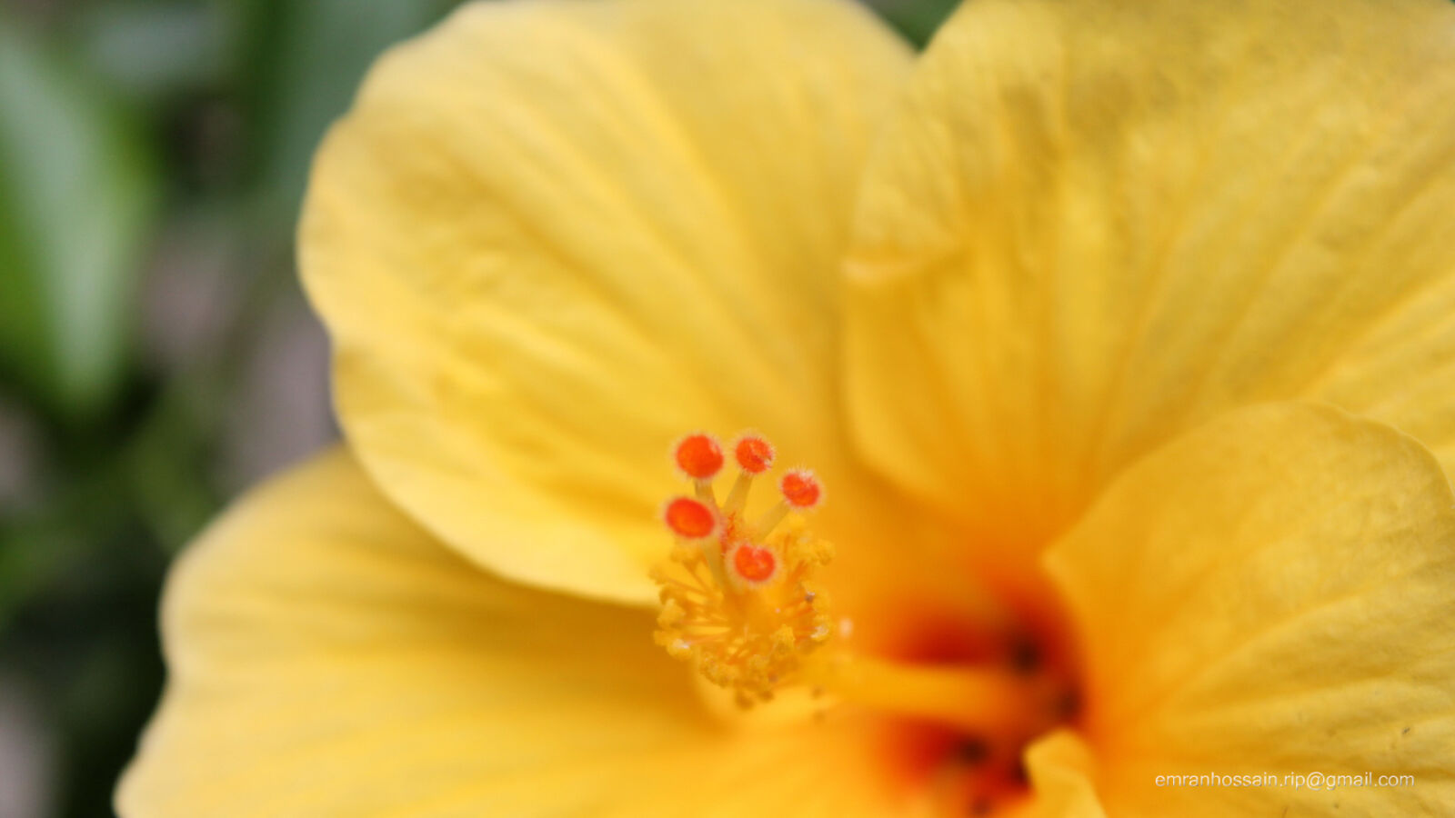 Canon EOS 1100D (EOS Rebel T3 / EOS Kiss X50) sample photo. Nature, nice, wallpaper photography