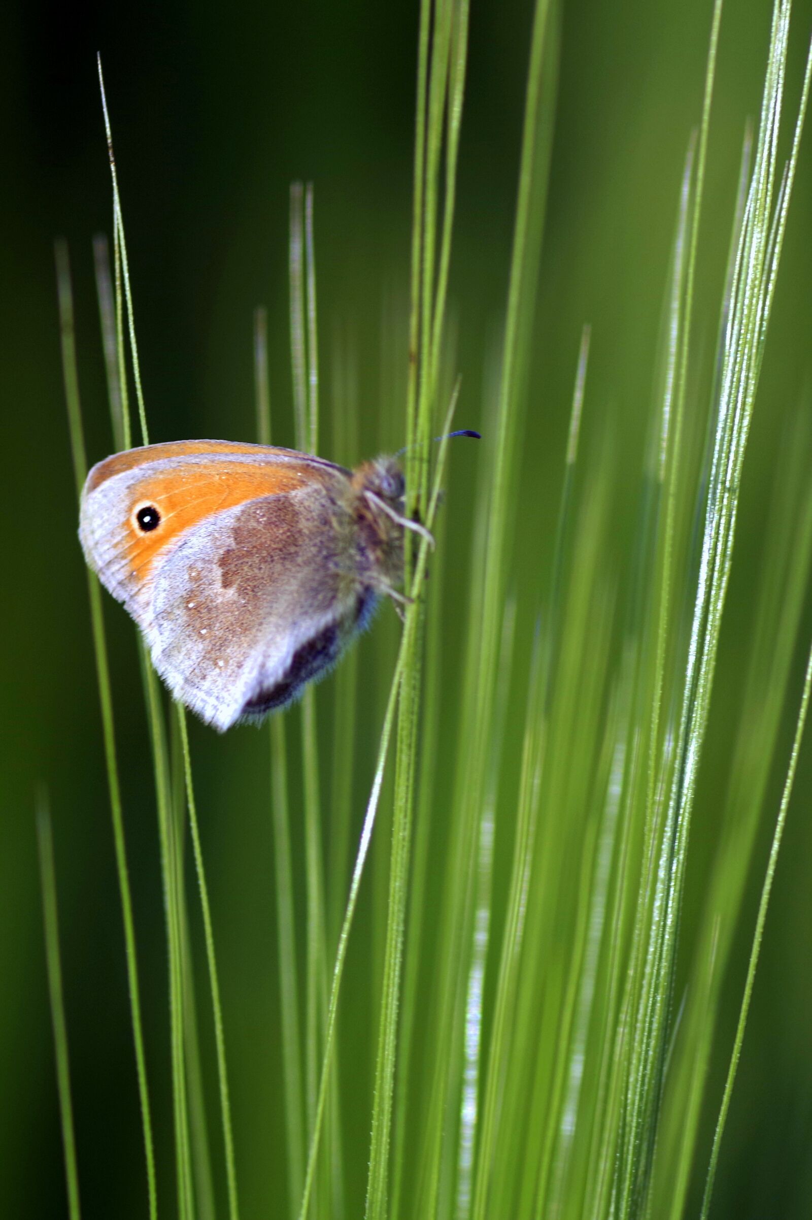 Pentax K-S2 sample photo. Butterfly, grass, blades photography