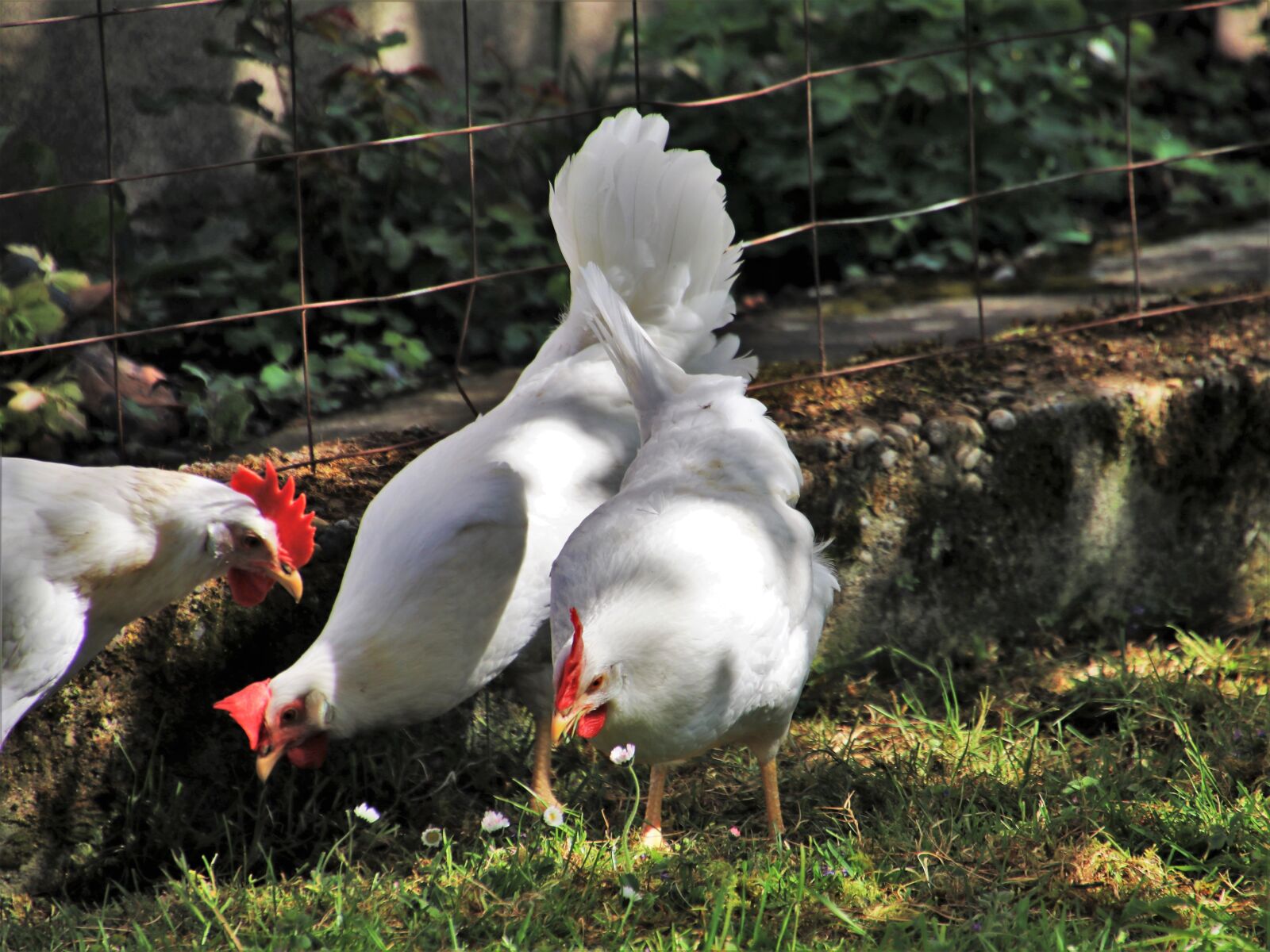 Canon EOS 80D sample photo. Birds, nature, animals photography