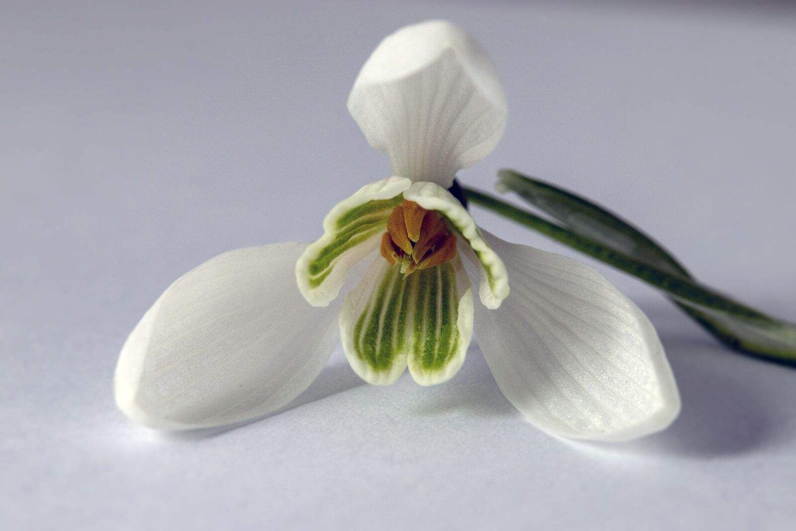 Canon EF 100mm F2.8L Macro IS USM sample photo. Snowdrop, wildflower, white photography