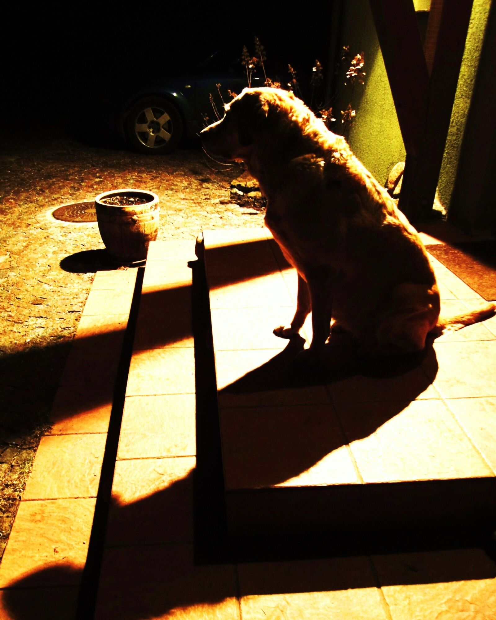 Sony Cyber-shot DSC-WX1 sample photo. Dog, night, shadows, stairs photography