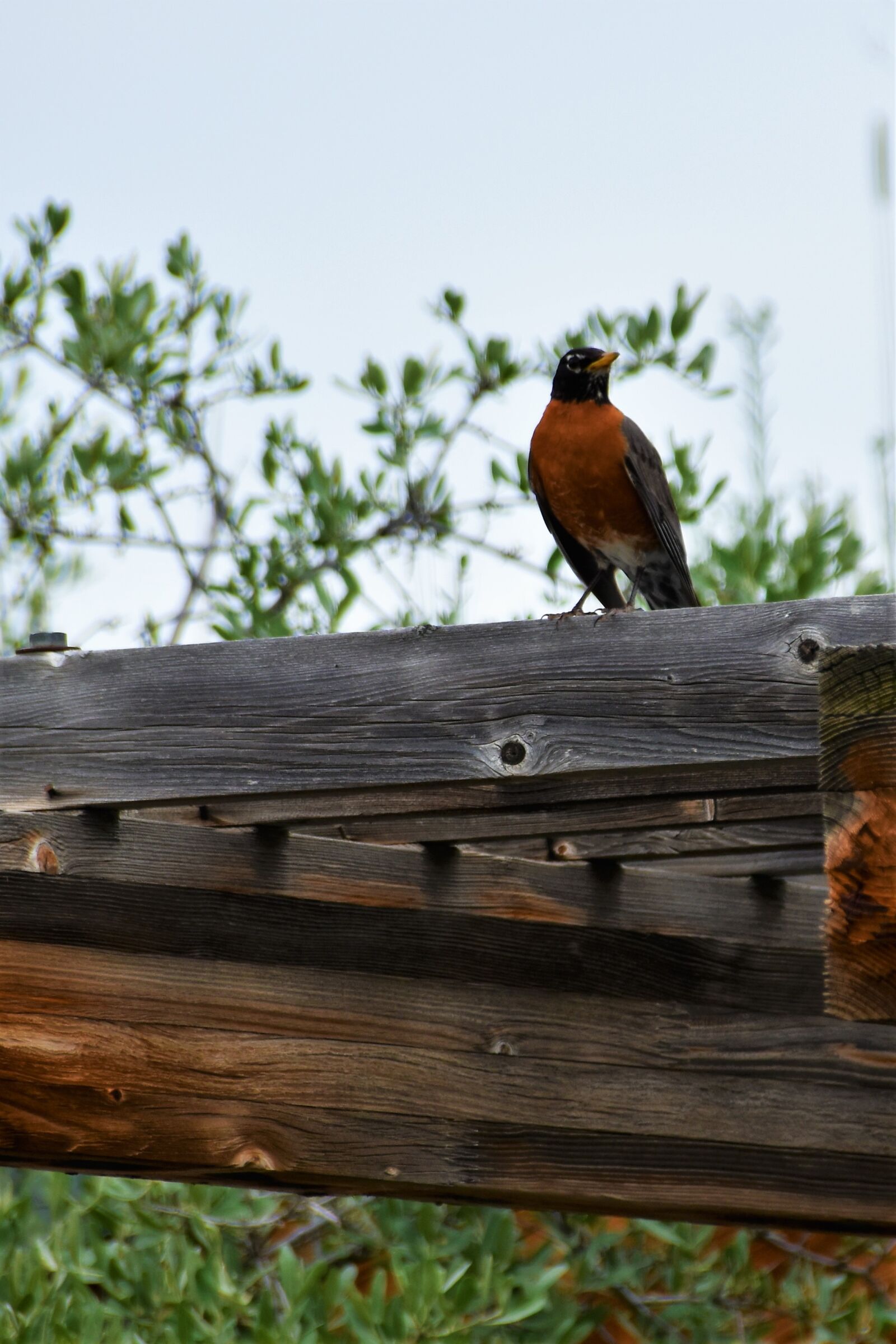 Nikon D5500 sample photo. Bird, robin, spring, wood photography