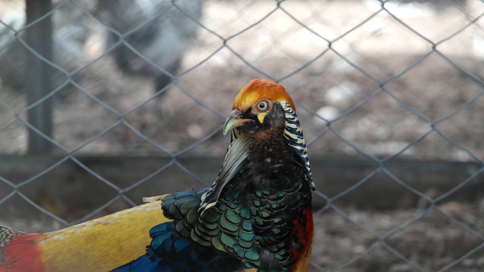 Samsung NX1000 sample photo. Birds, exotic, nature photography