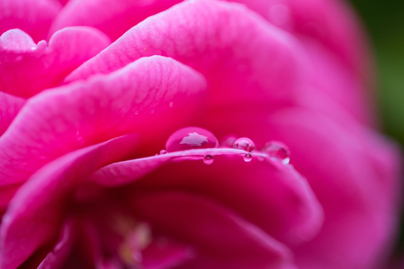 Canon EOS 5D Mark III + Canon EF 100mm F2.8L Macro IS USM sample photo. Camellia, pink camellia, pink photography