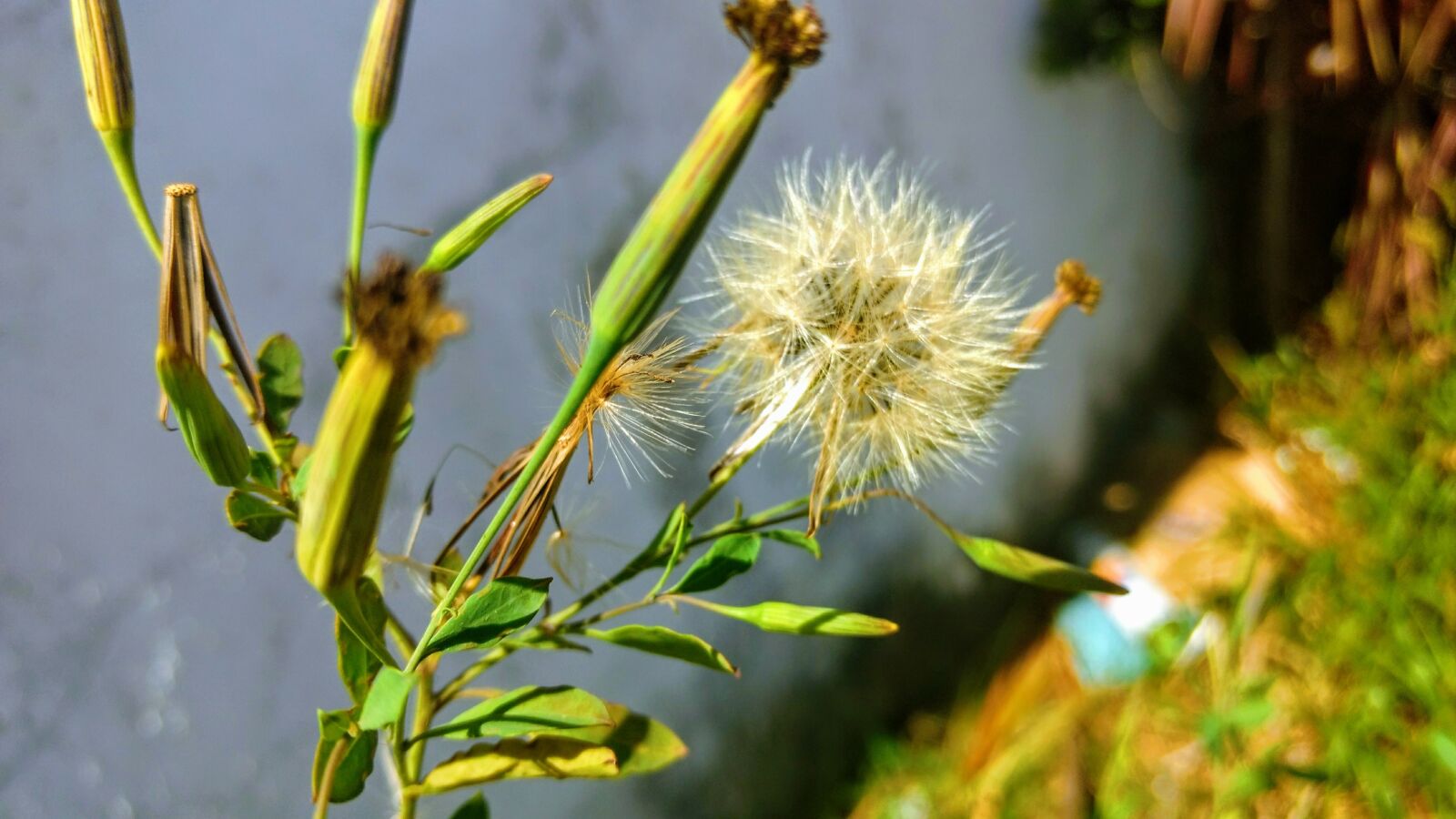 Motorola Moto G (4) sample photo. Dandelion, white flower, nature photography