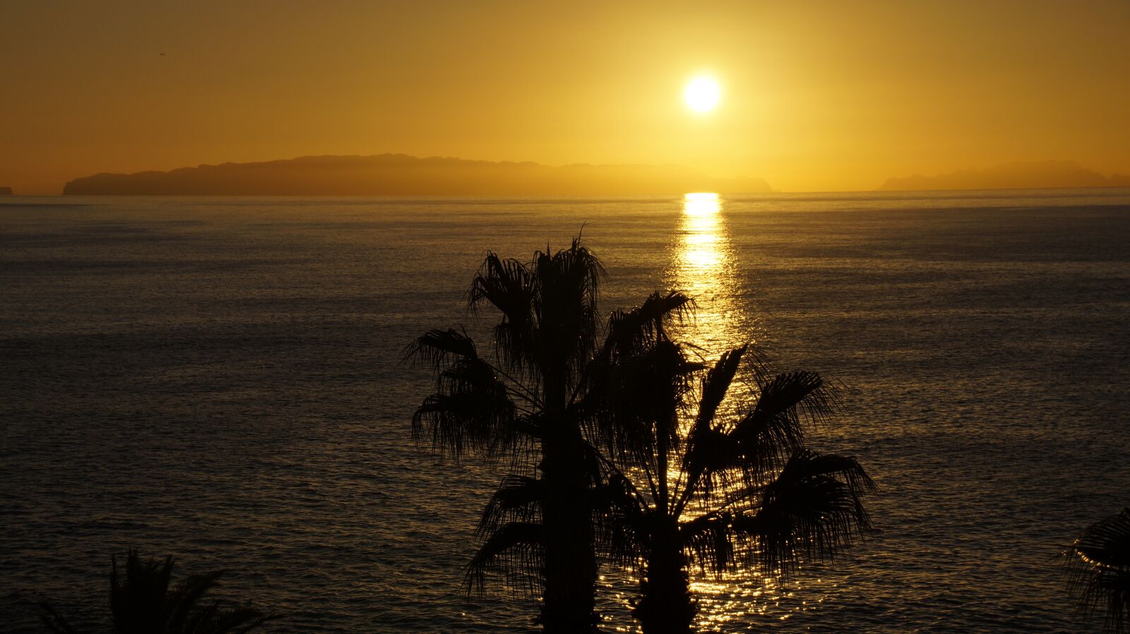 Sony SLT-A58 sample photo. Sunrise, madeira, palm trees photography