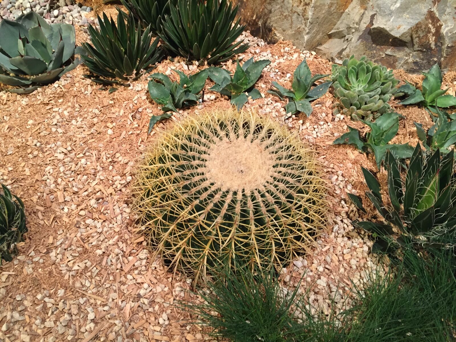 Apple iPhone 6 sample photo. Cactus, nature, succulent photography