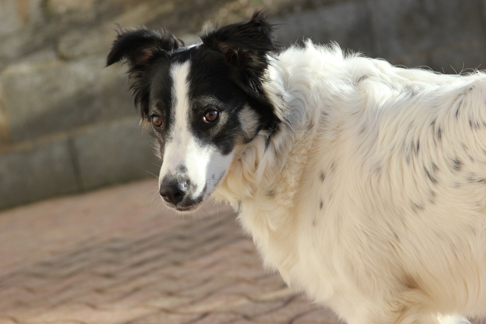 Canon EOS 550D (EOS Rebel T2i / EOS Kiss X4) sample photo. Animal, dog, mammal photography