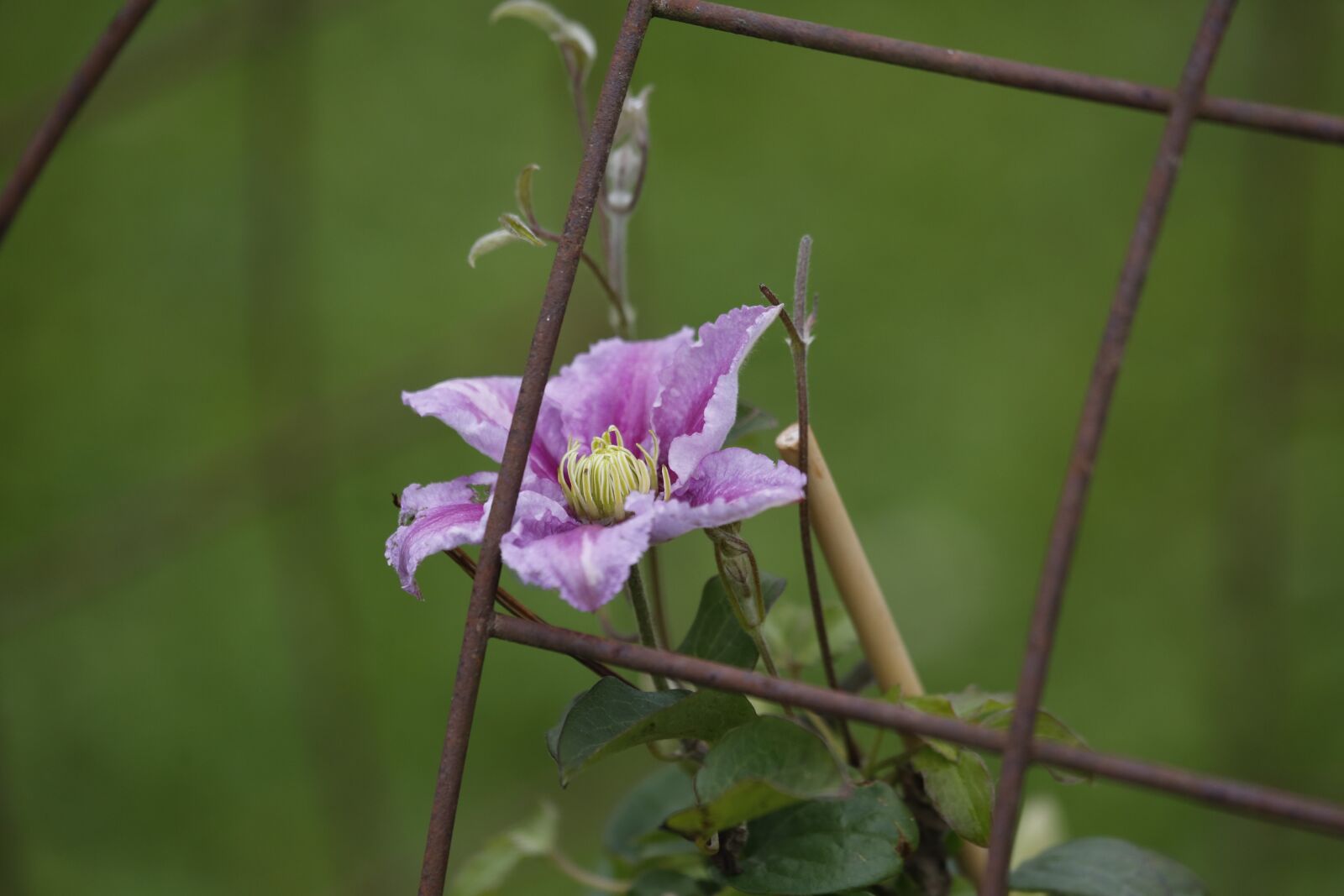 Canon EOS 5D Mark III sample photo. Flowers, spring, beauty photography