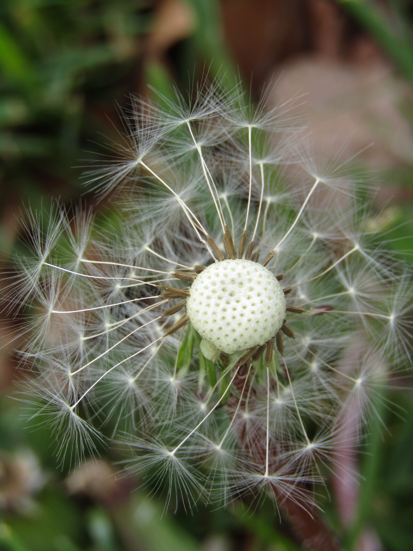Canon POWERSHOT SX432 IS sample photo. Dandelion, close up, macro photography
